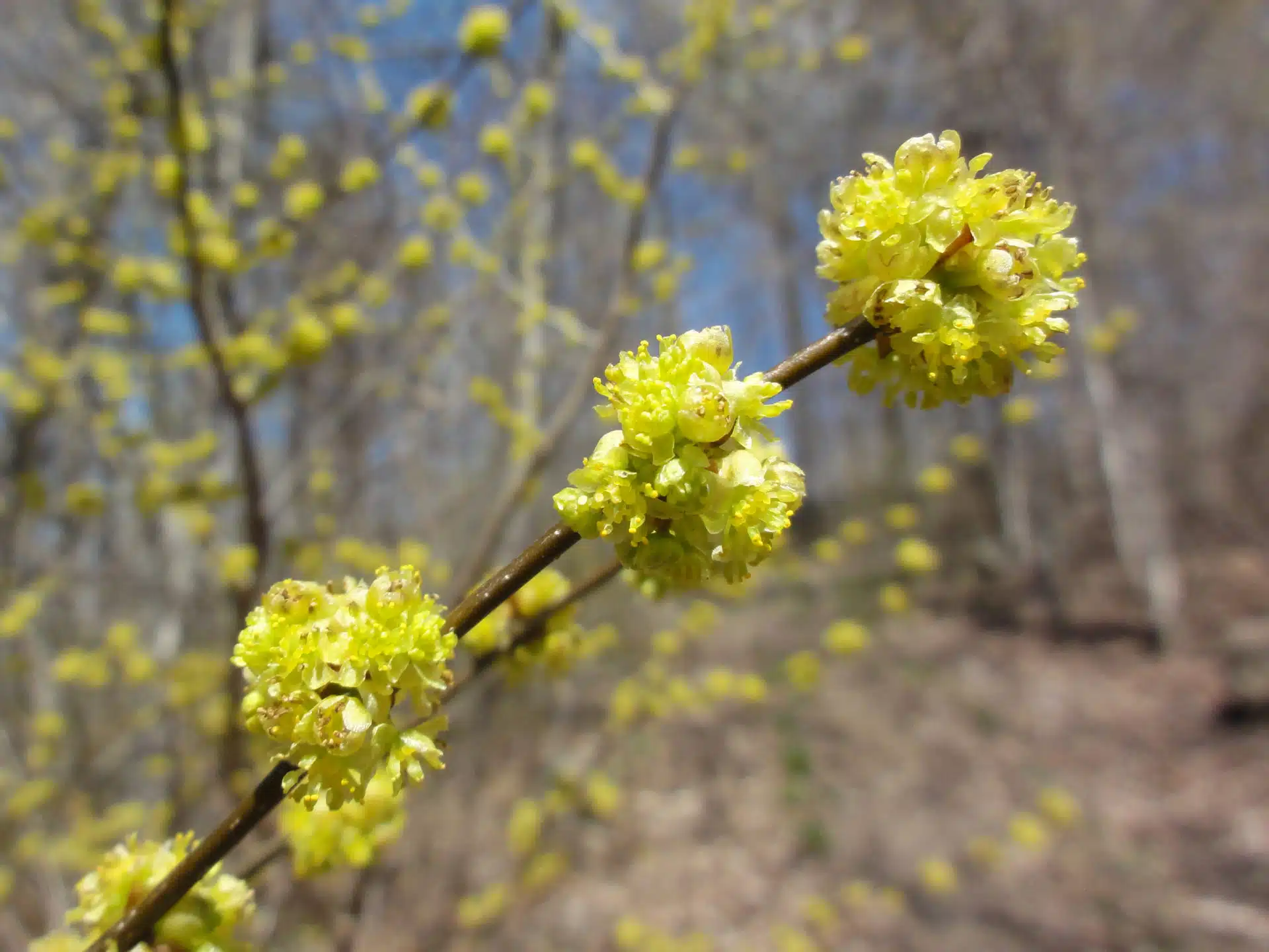 Spicebush