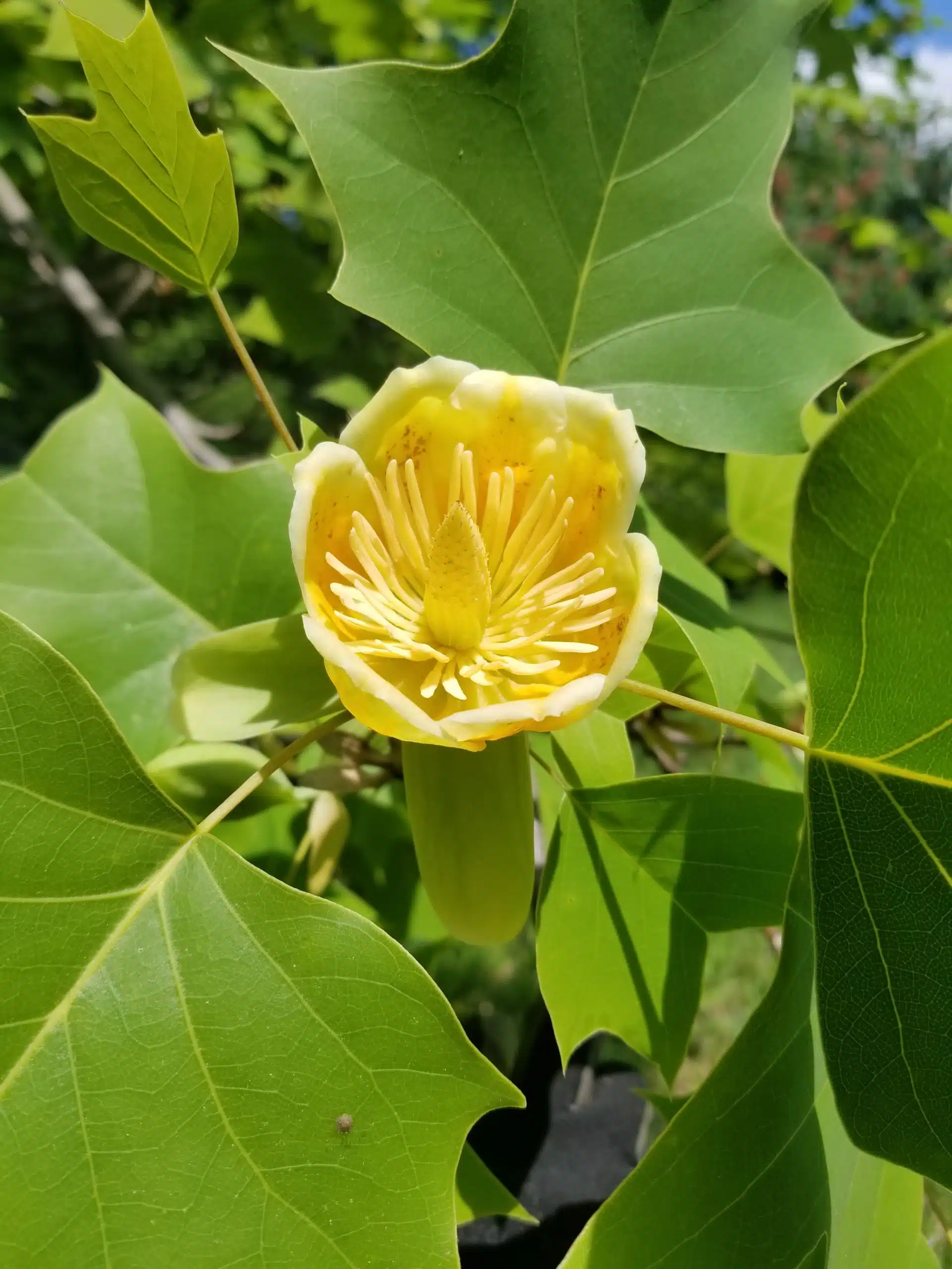 Tuliptree in bloom