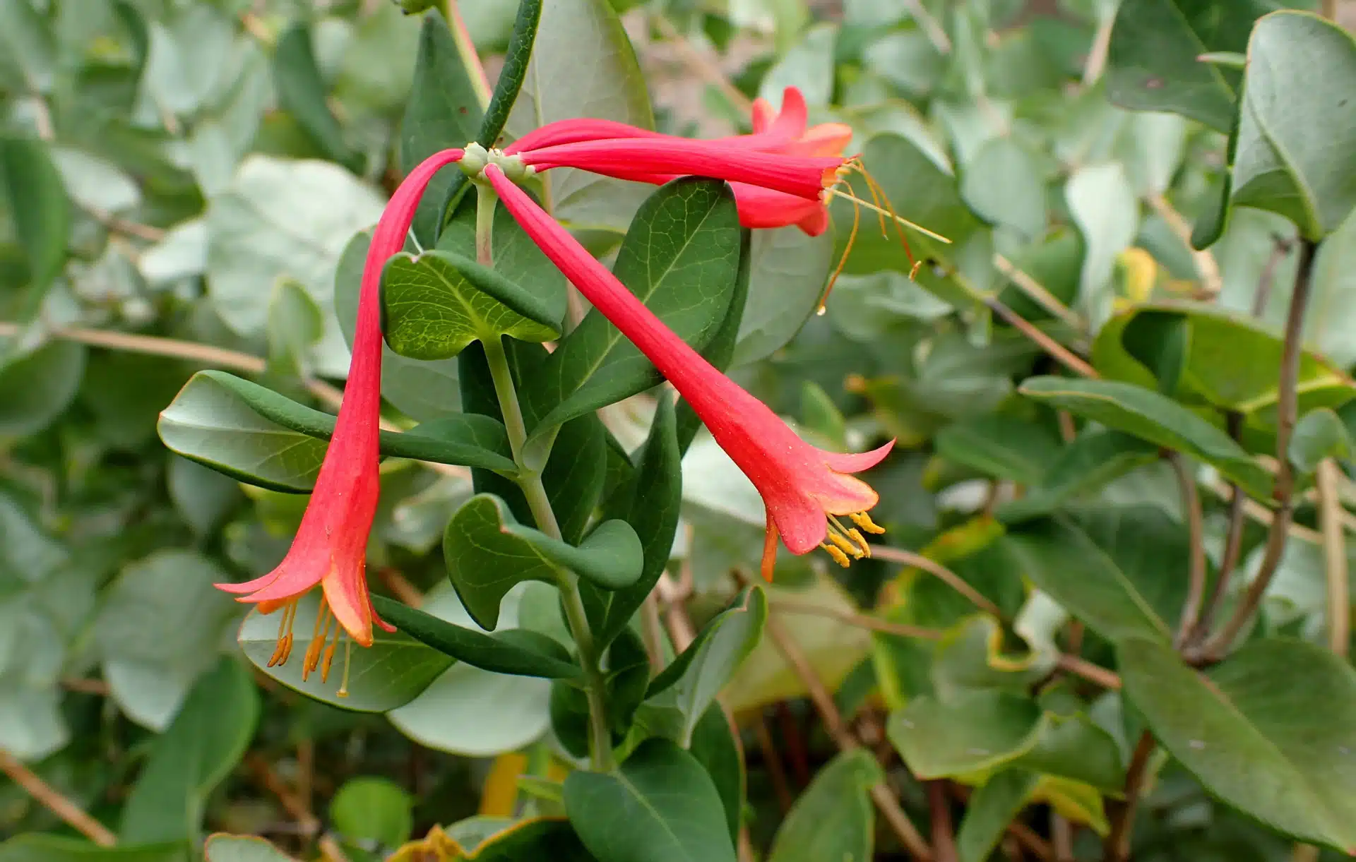 Coral honeysuckle