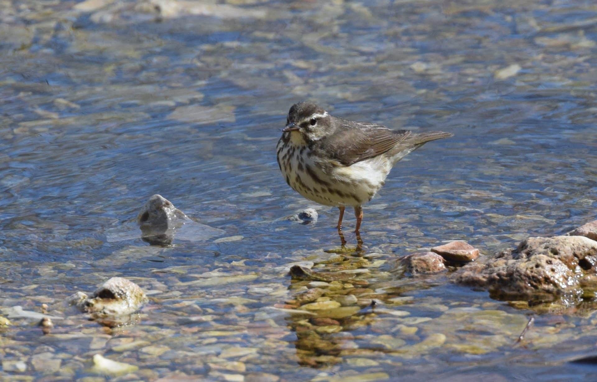Louisiana Waterthrush