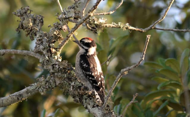 Common, But Not Ordinary: Patterns of Avian Diversity in Florida’s Mesic Flatwoods