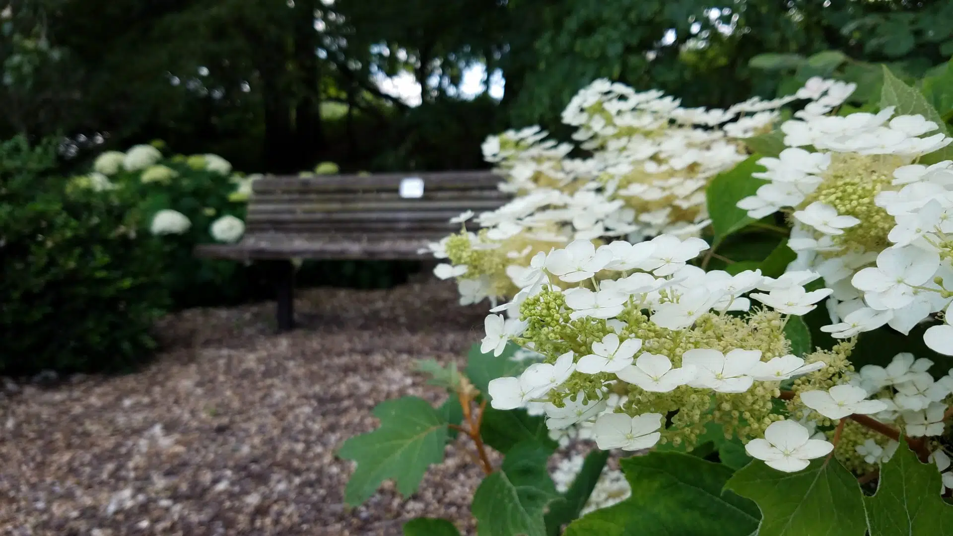 Oakleaf hydrangea