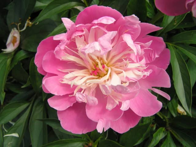 For the Love of Peonies
