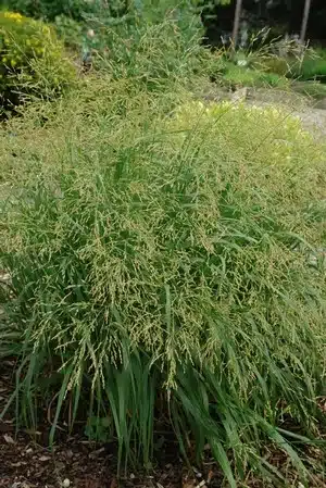 Switchgrass