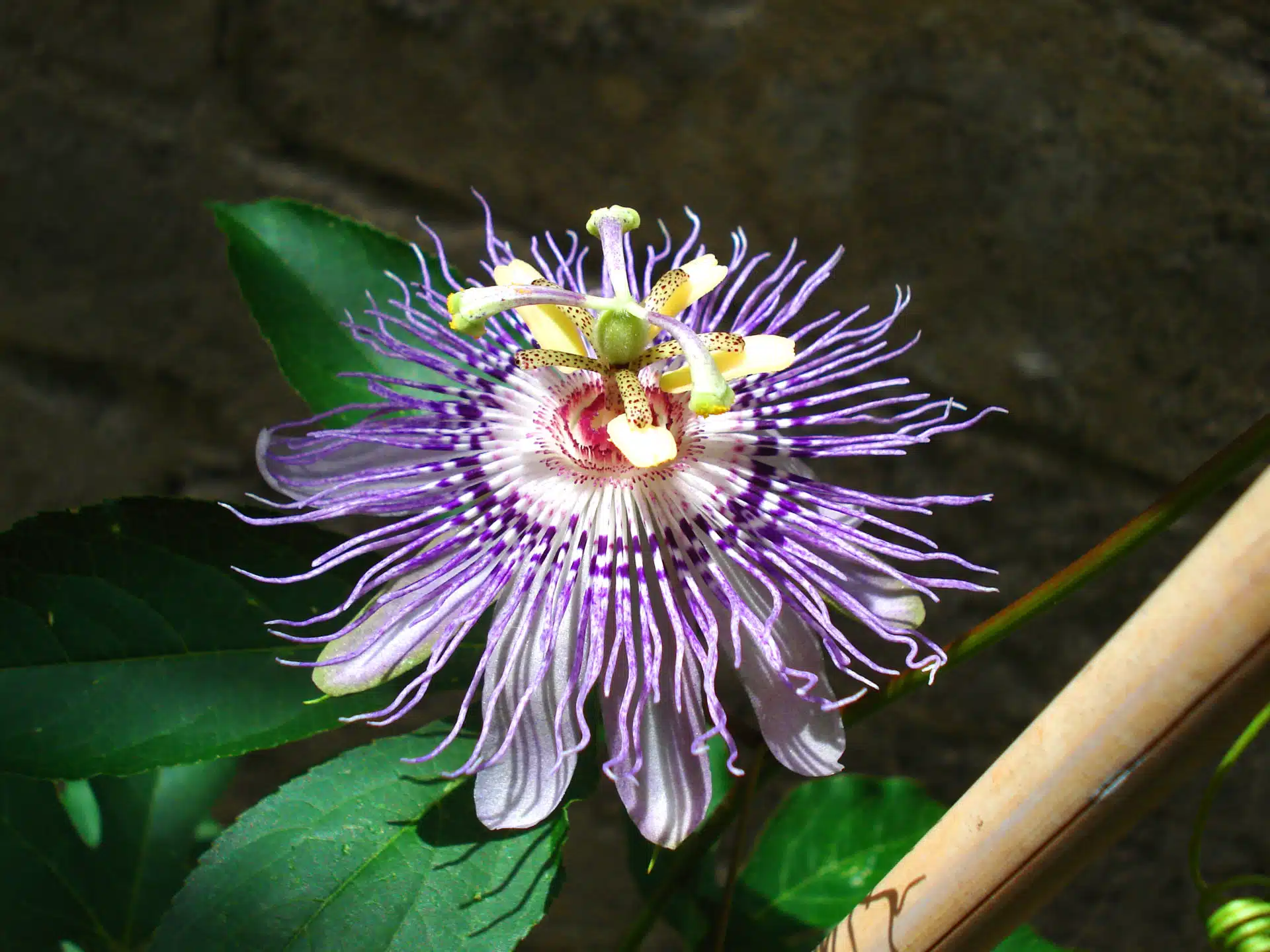 Passionflower