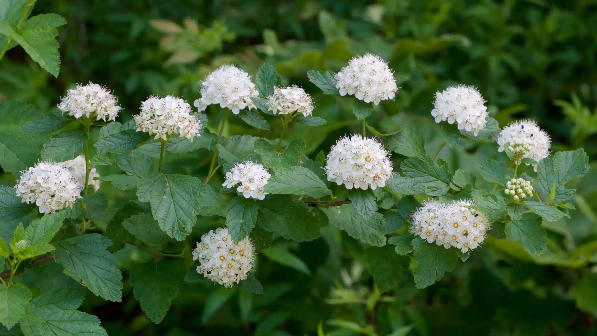 Eastern ninebark
