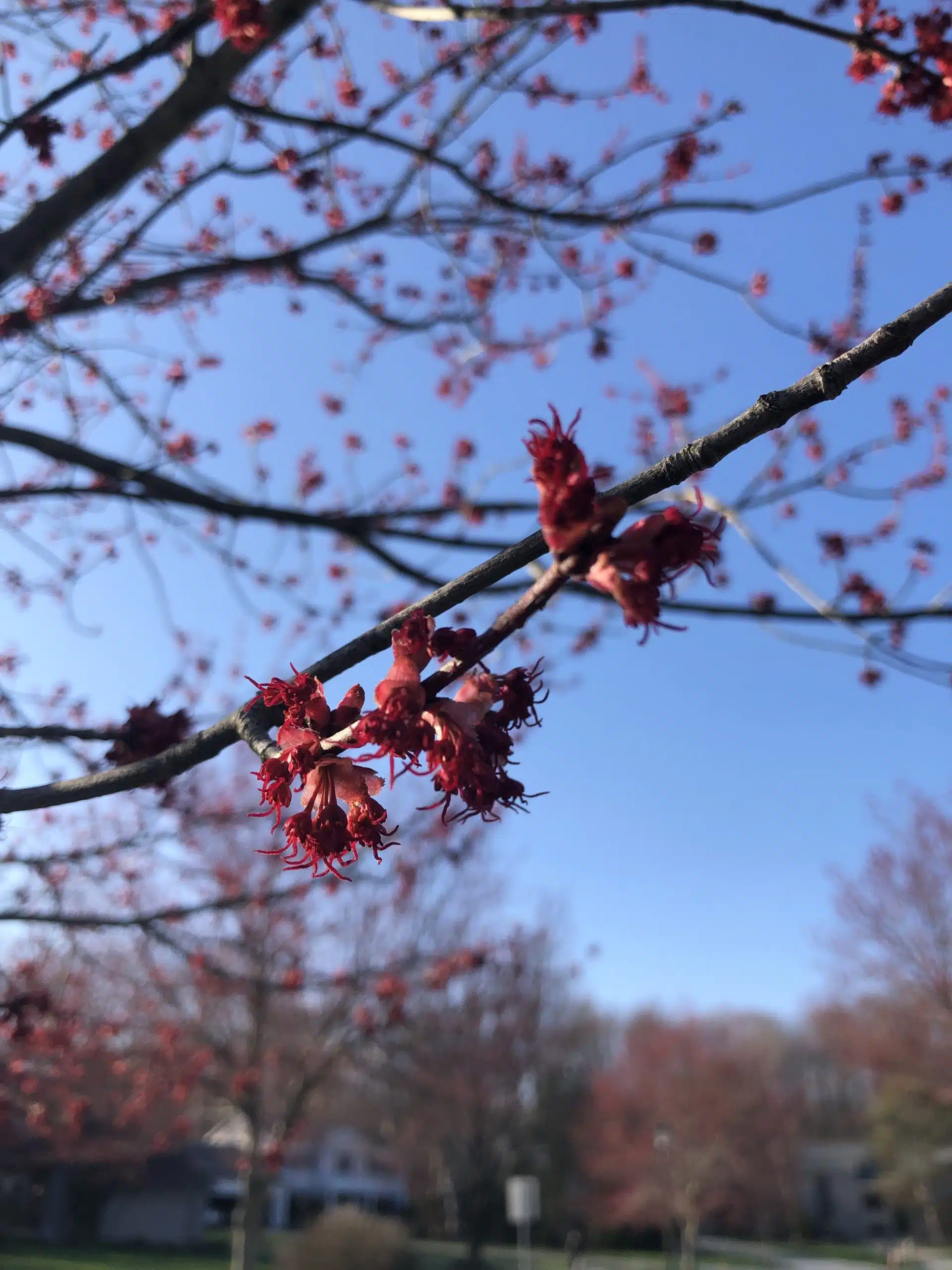 Red Maple Flowers