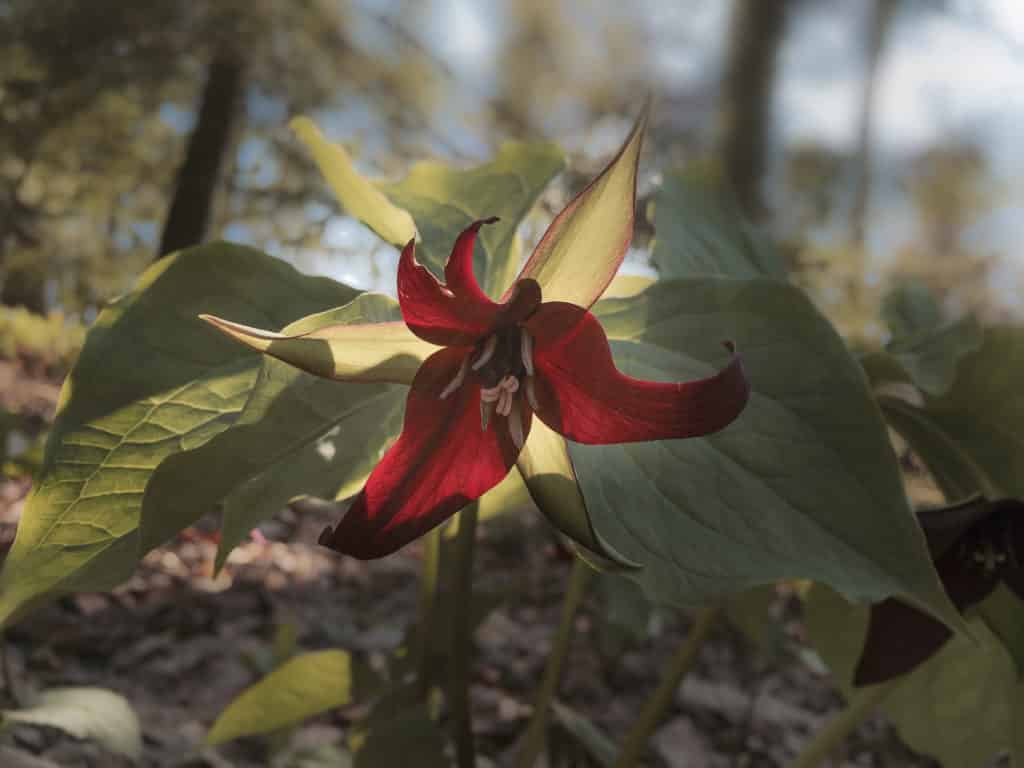 First Fridays Garden Tours