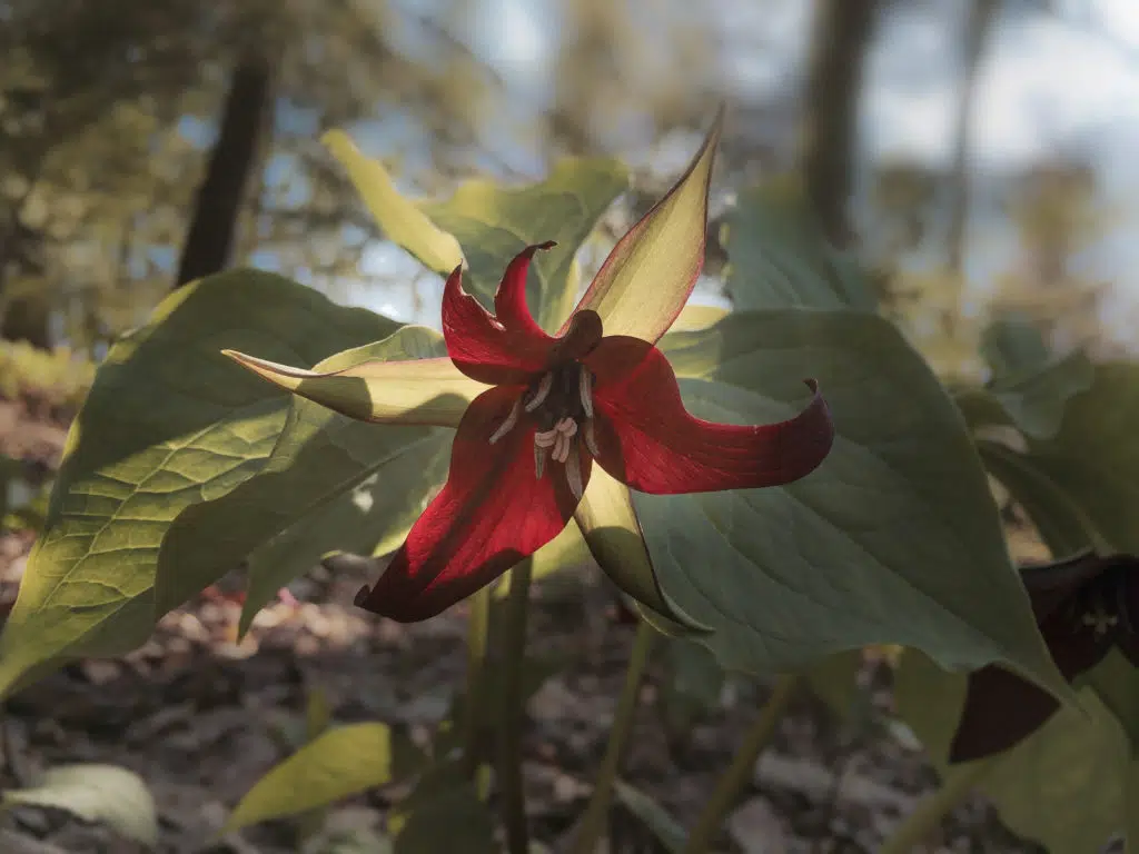 First Fridays Garden Tours