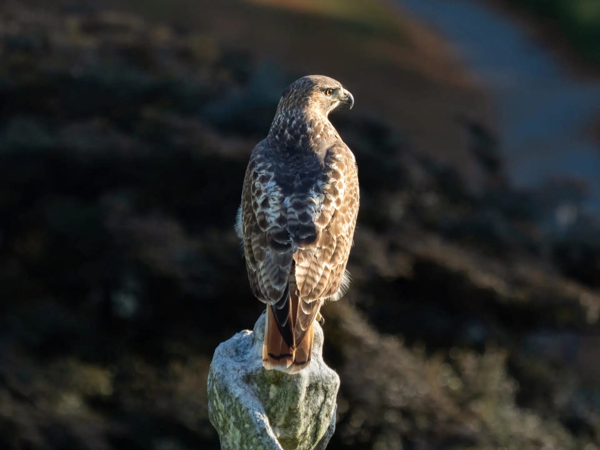 Red-tailed Hawk