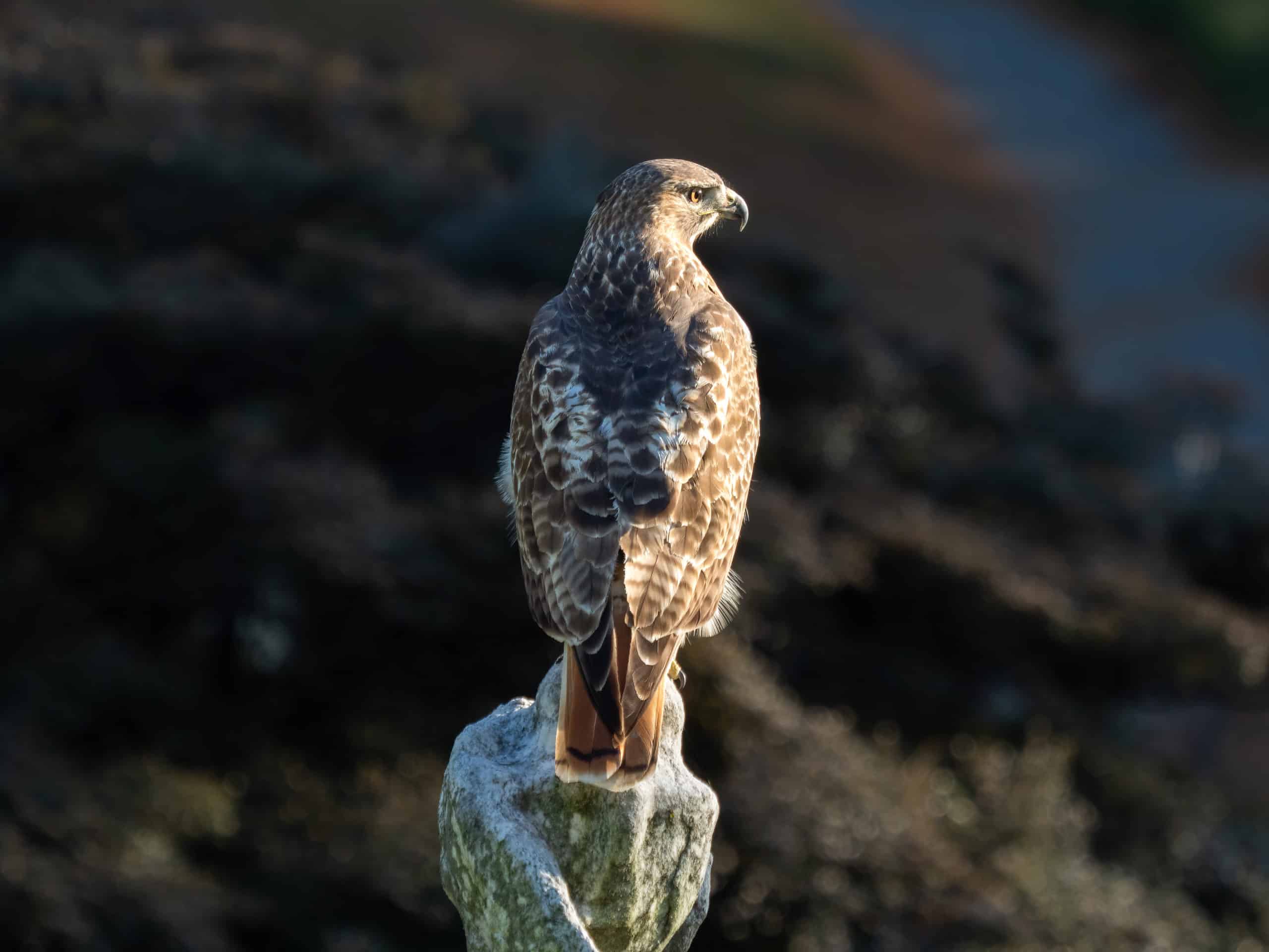 red tailed hawk perched