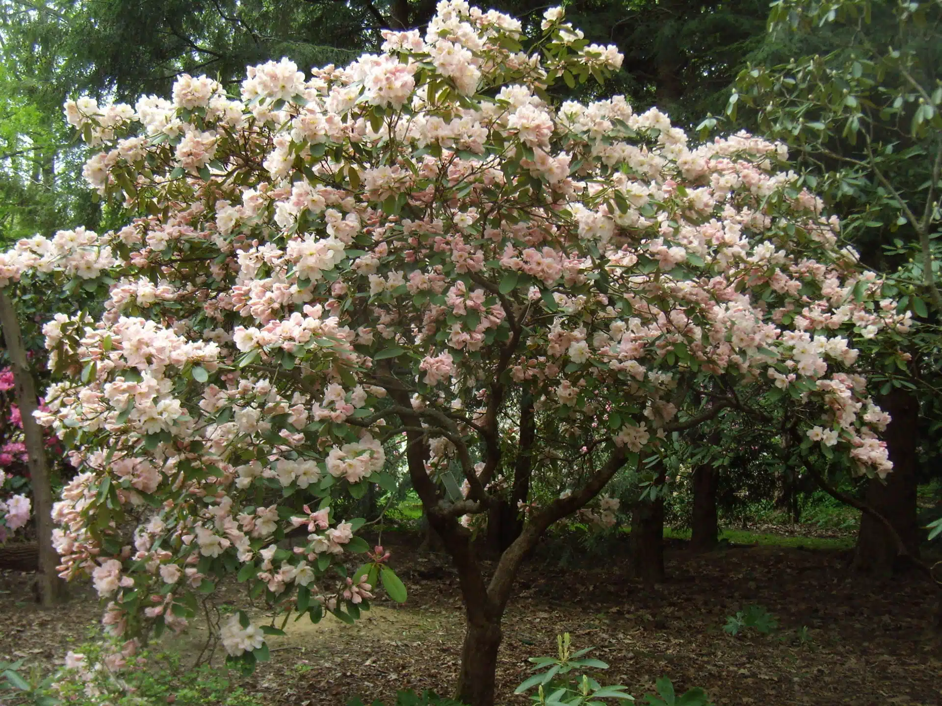 Rhododendron ‘Maud Corning’