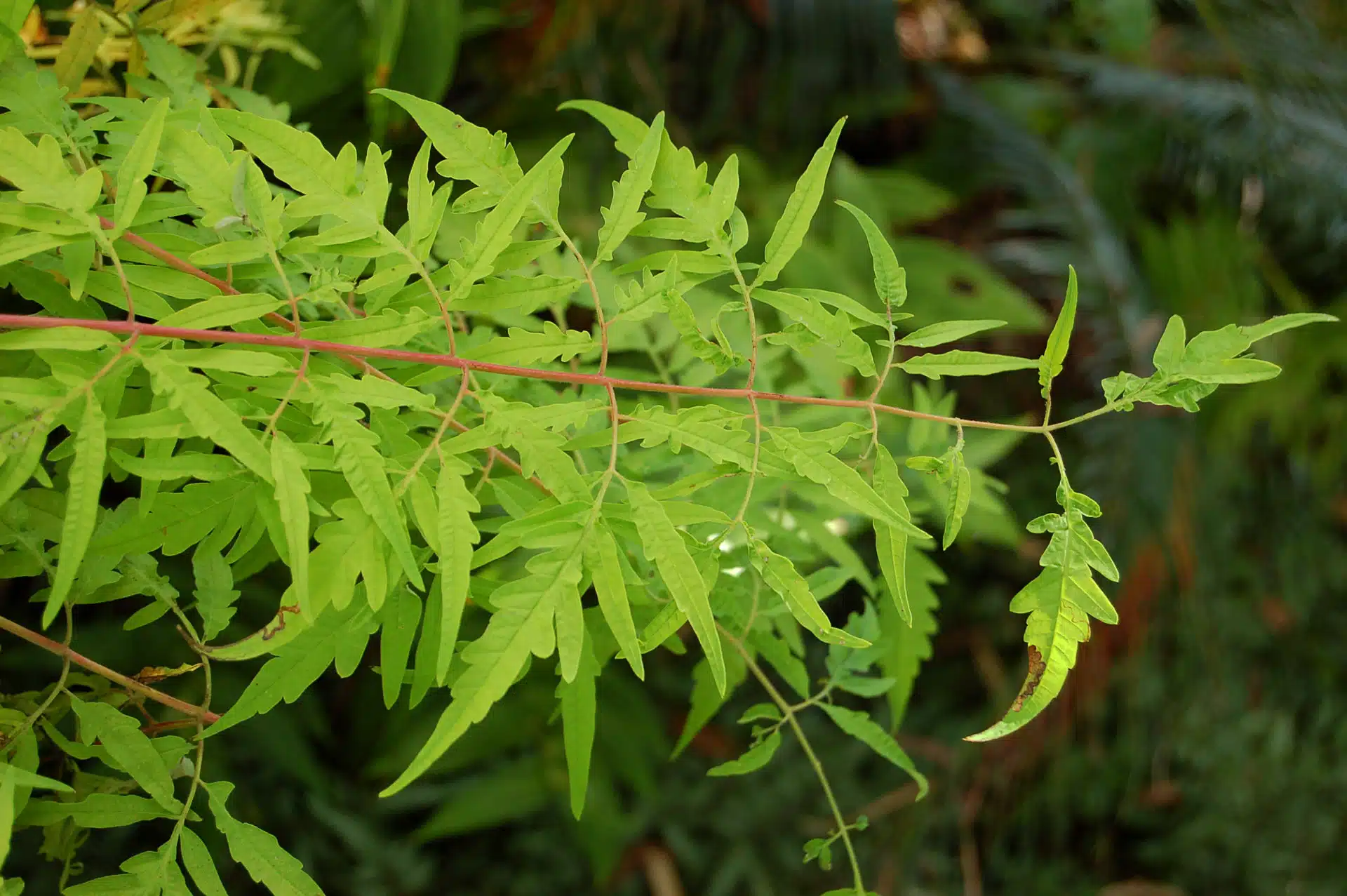 Staghorn sumac