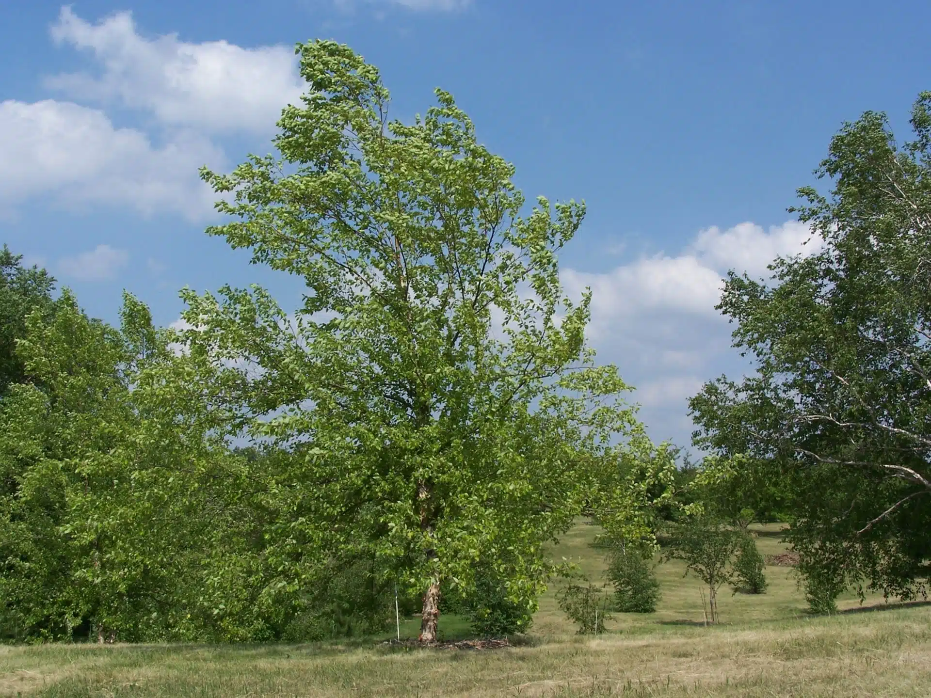 River birch