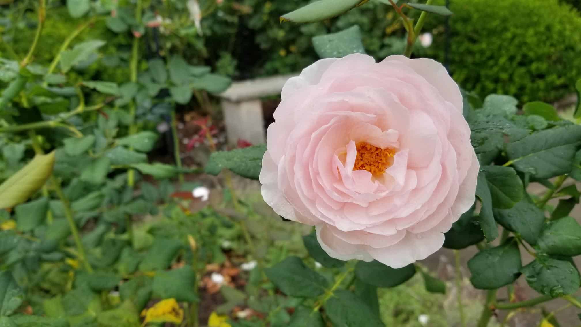 Rosa-Heritage-continues-