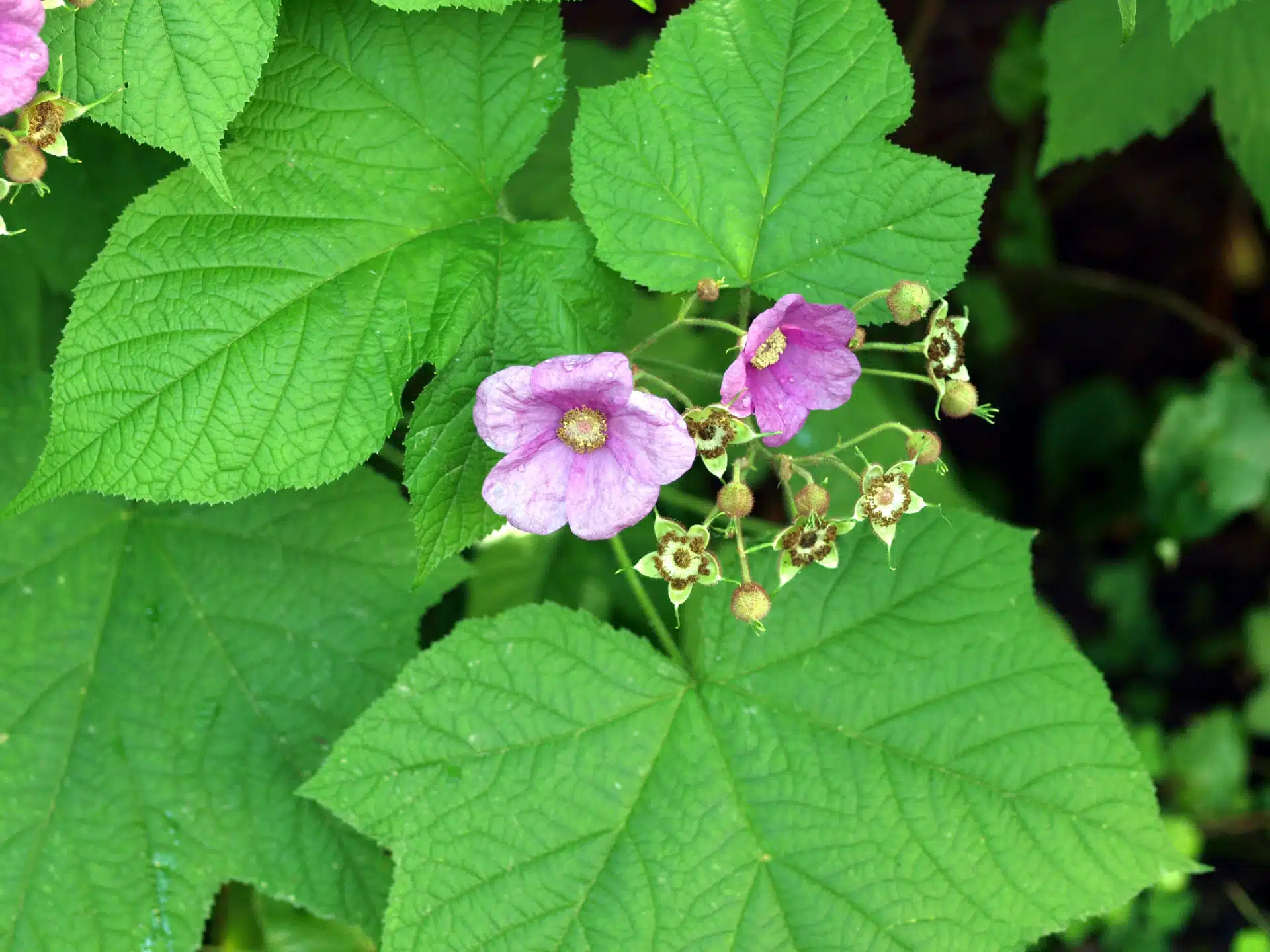 Purple flowering raspberry