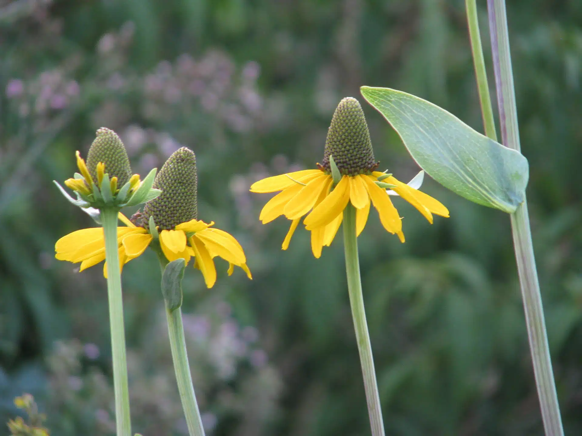 Great coneflower
