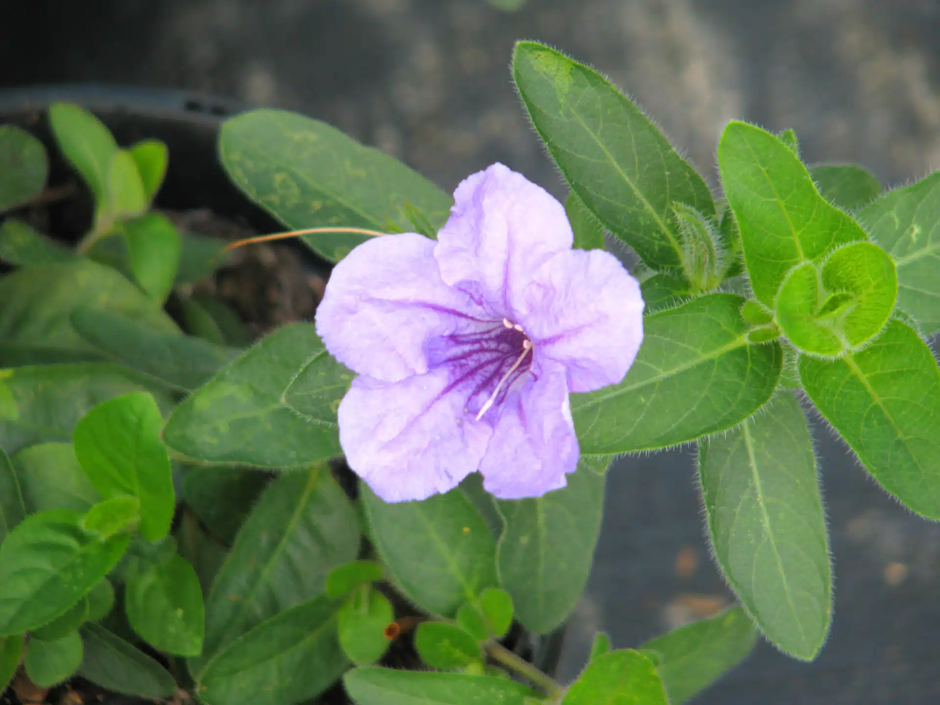 Wild petunia