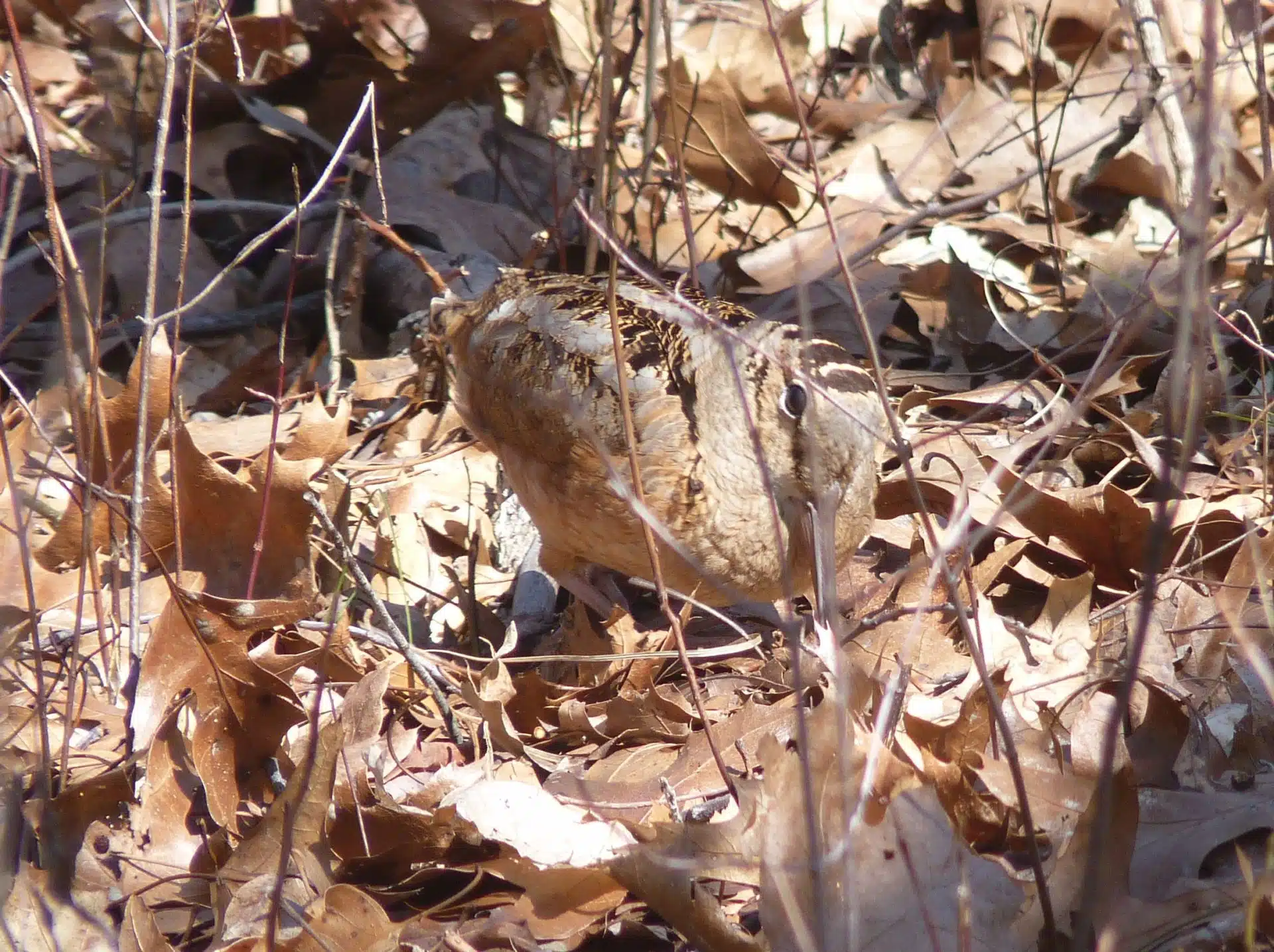 American Woodcock
