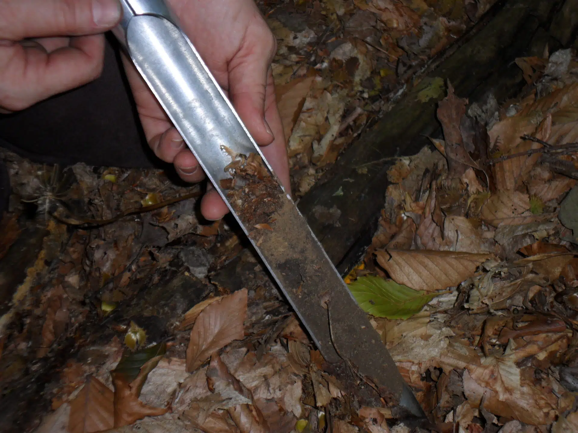 Soil core at the long term plot