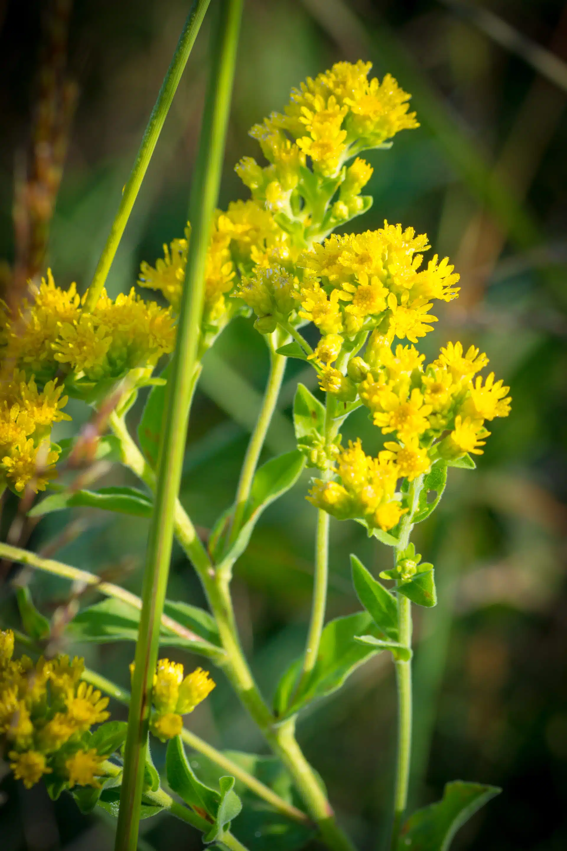 Stiff-leaved goldenrod