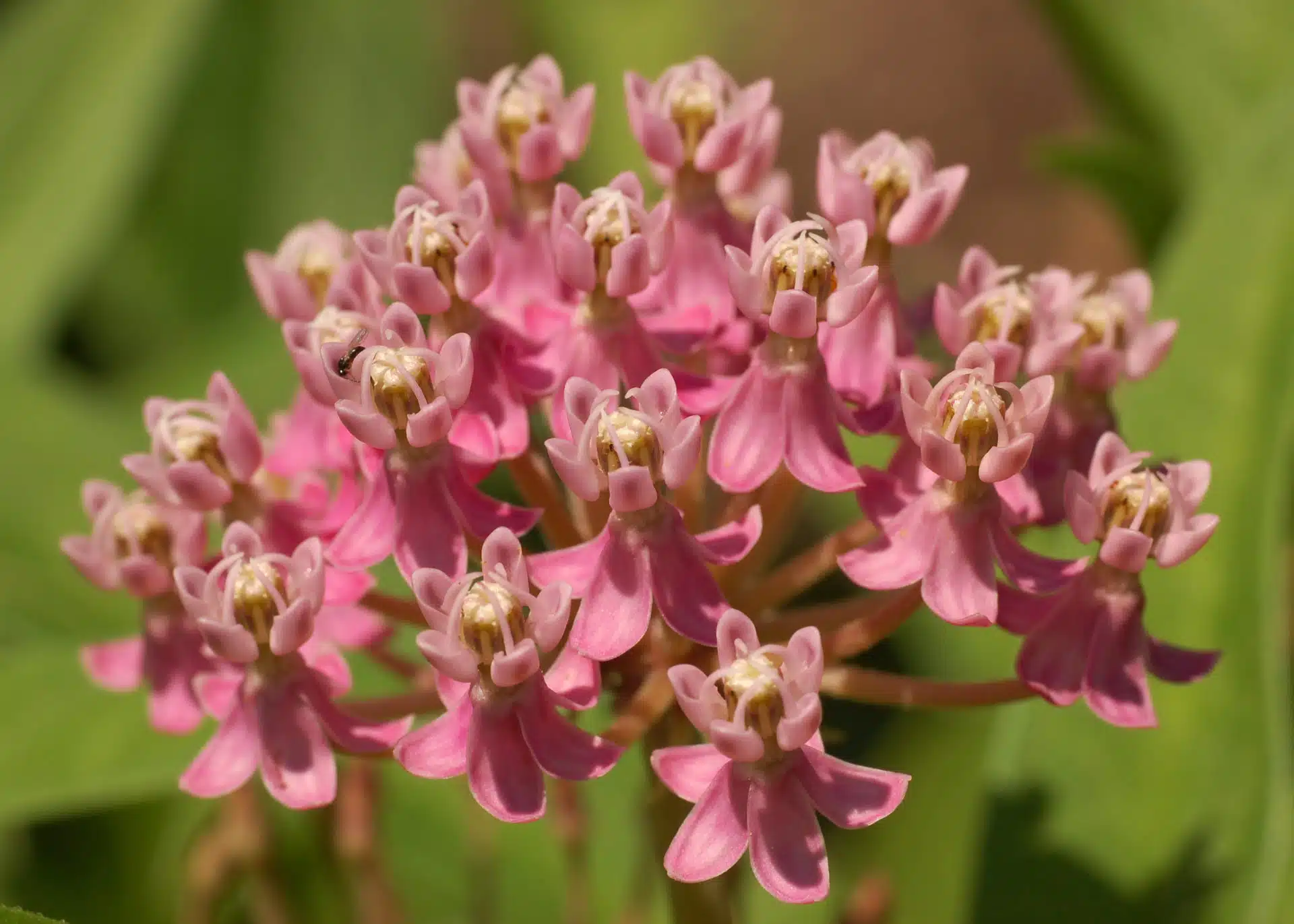 Swamp milkweed