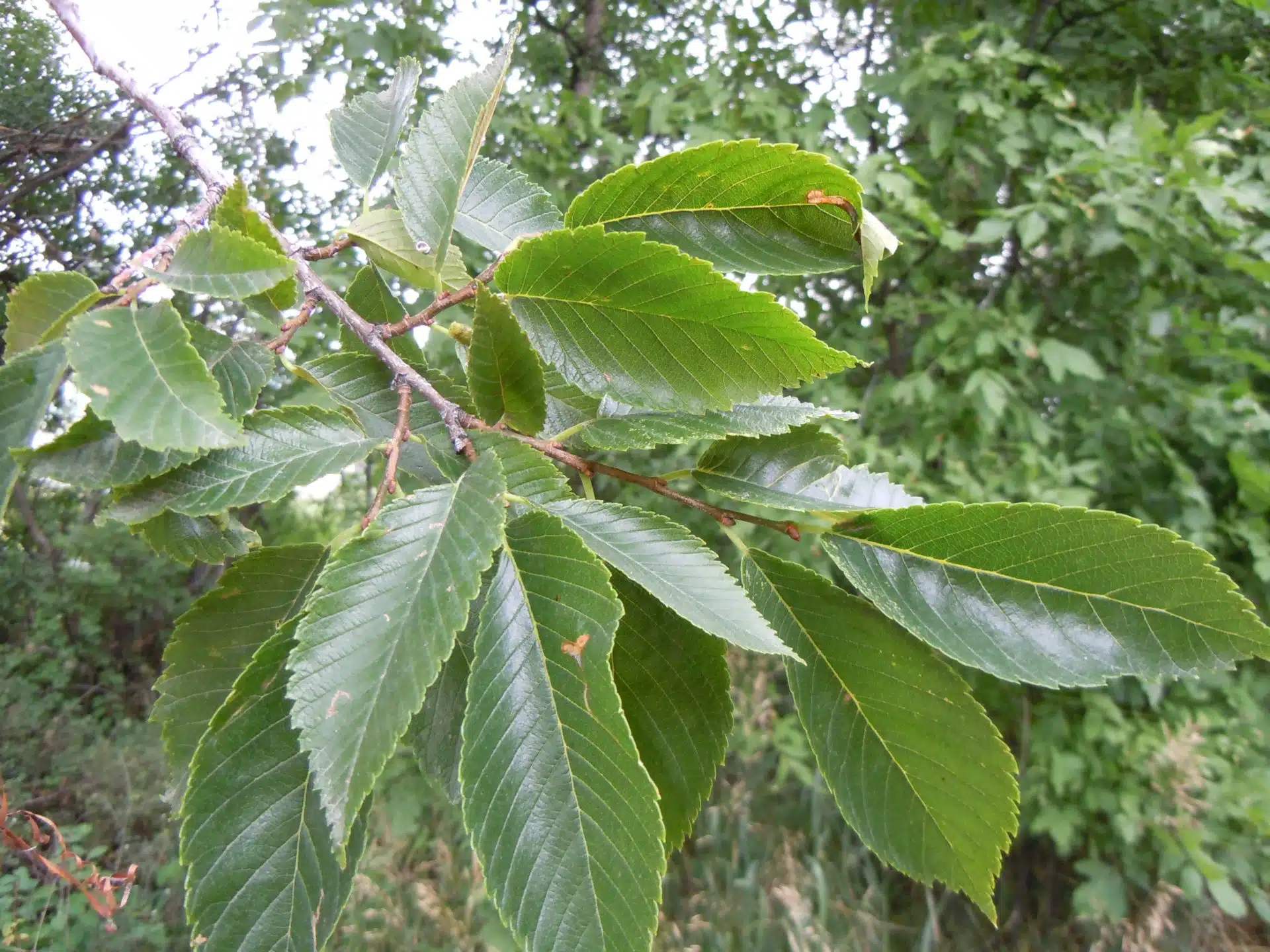 American elm leaves