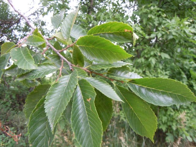 American elm