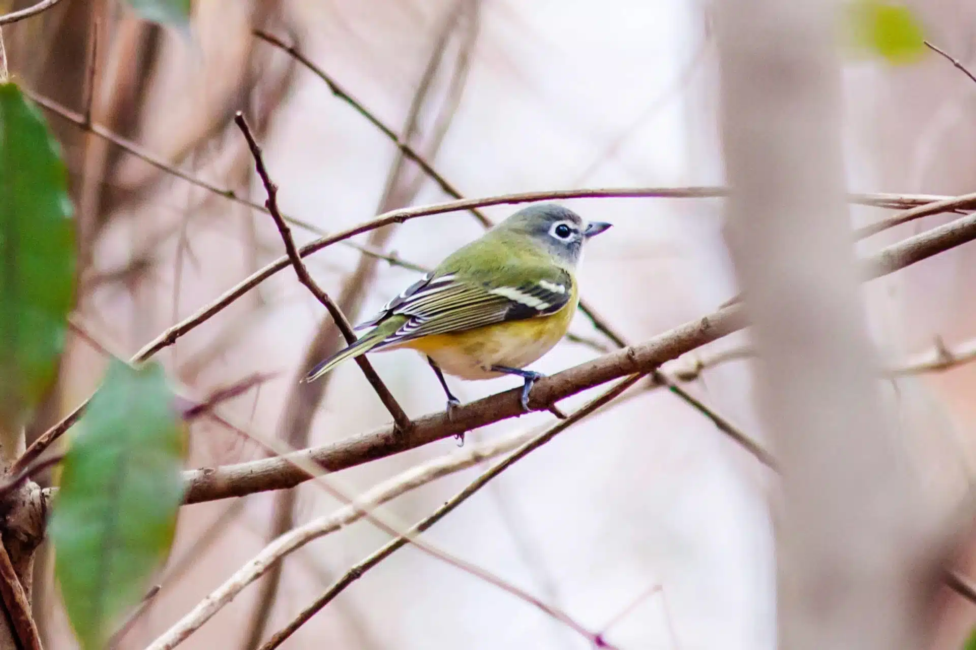 Blue-headed Vireo