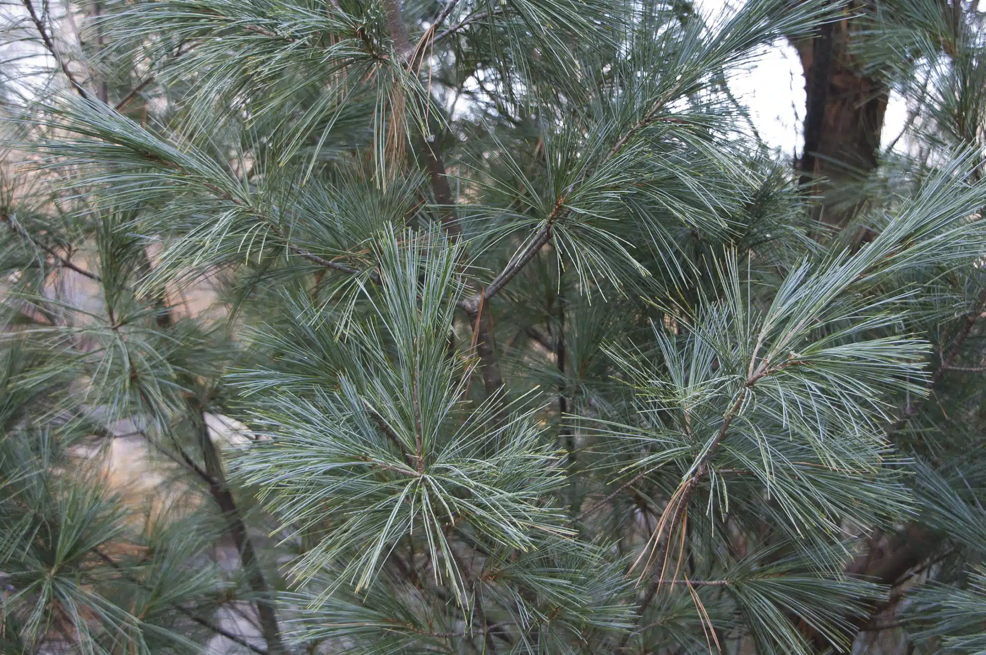 Eastern white pine needles