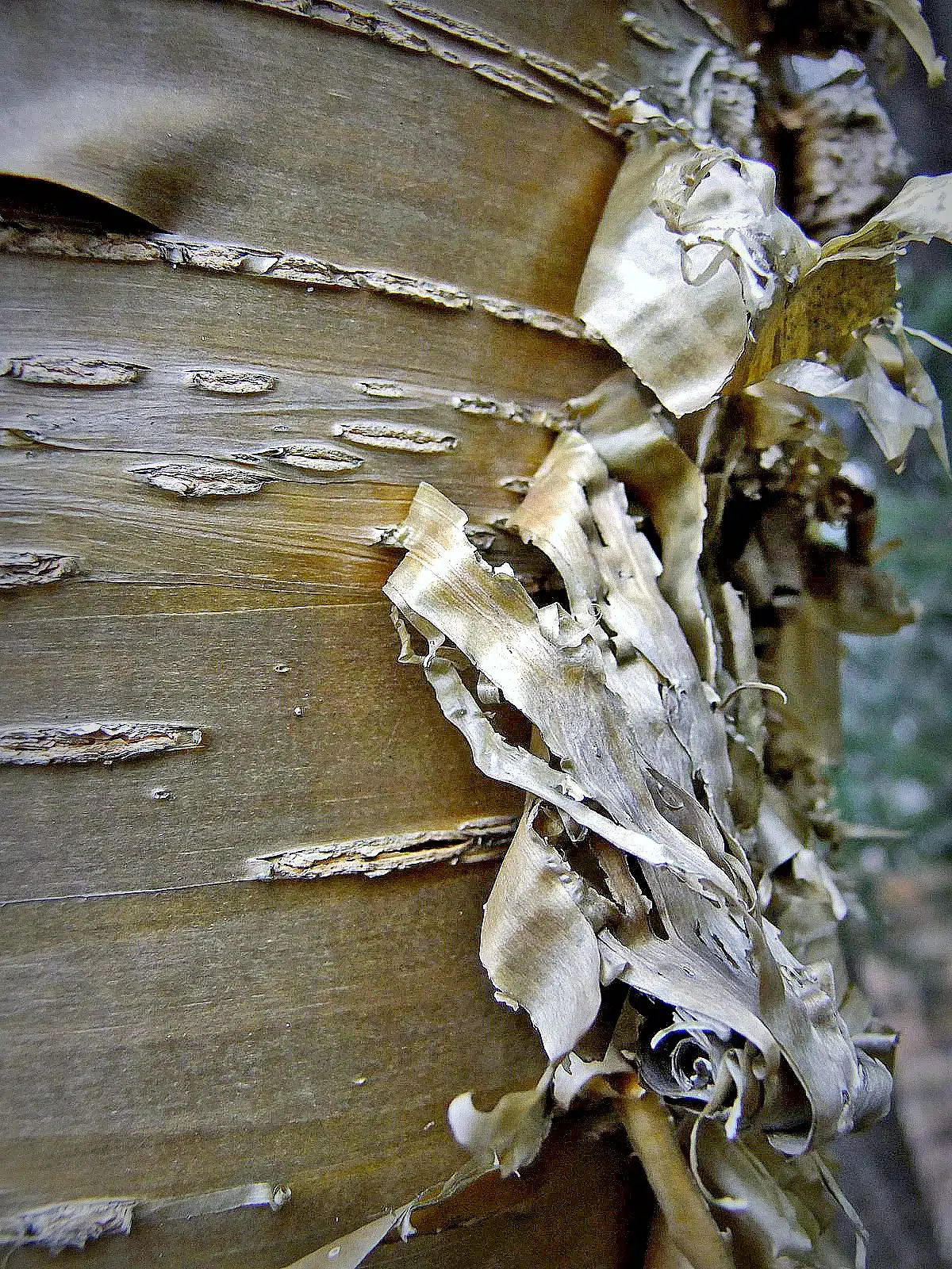Yellow birch bark