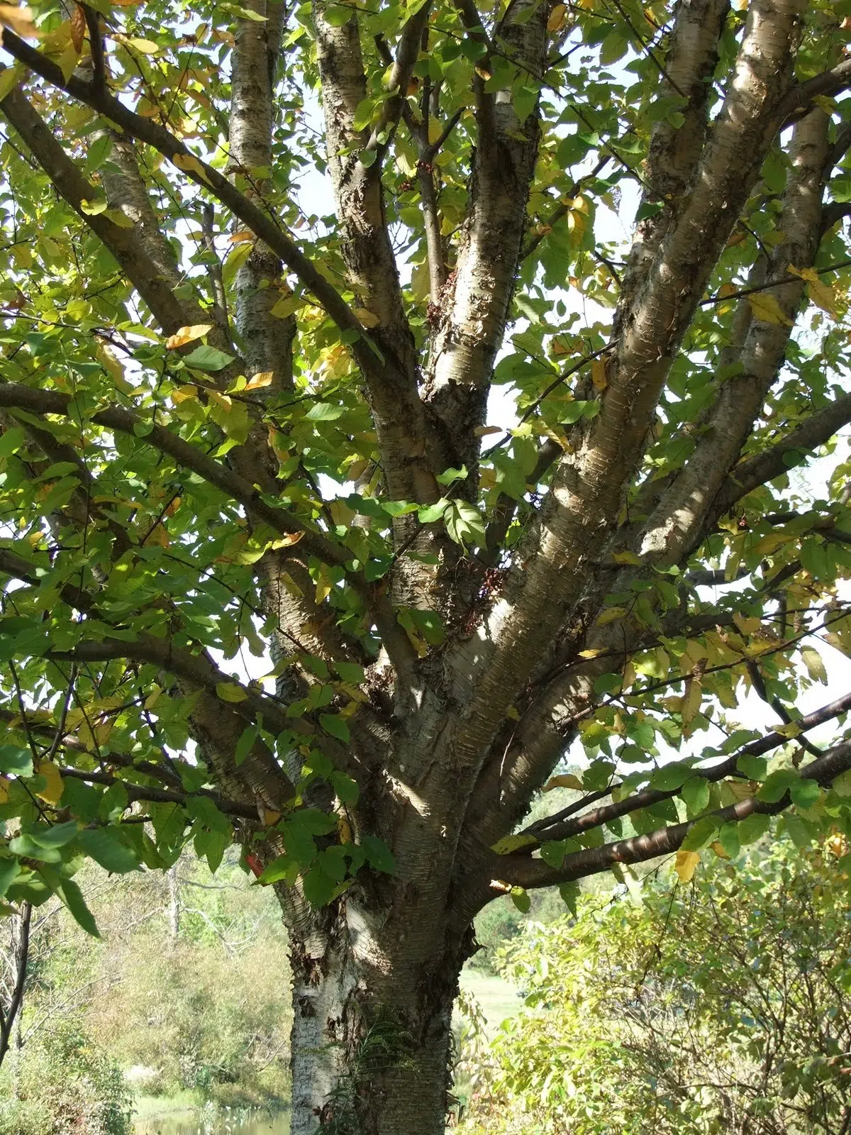 Yellow Birch