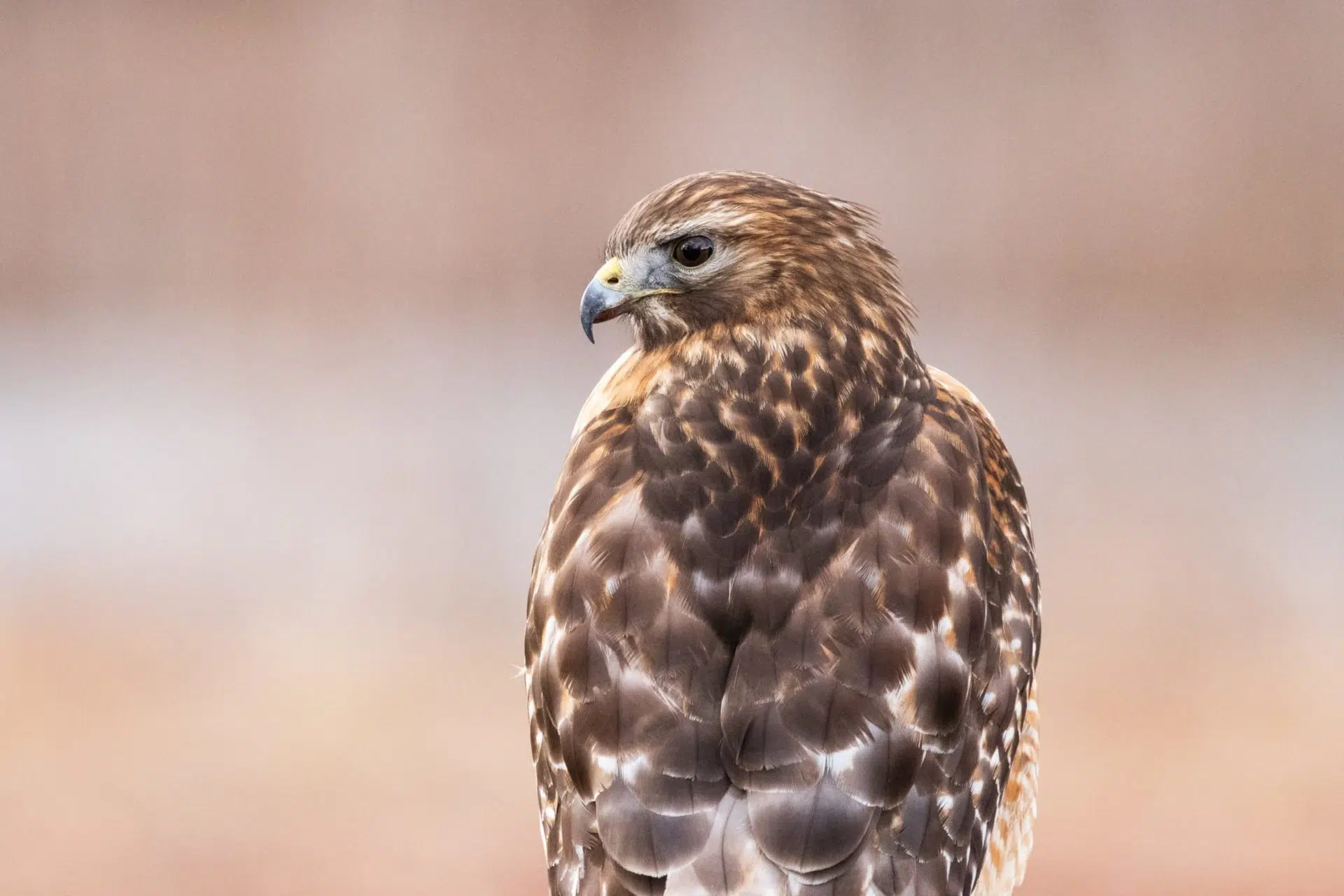 Red-shouldered Hawk