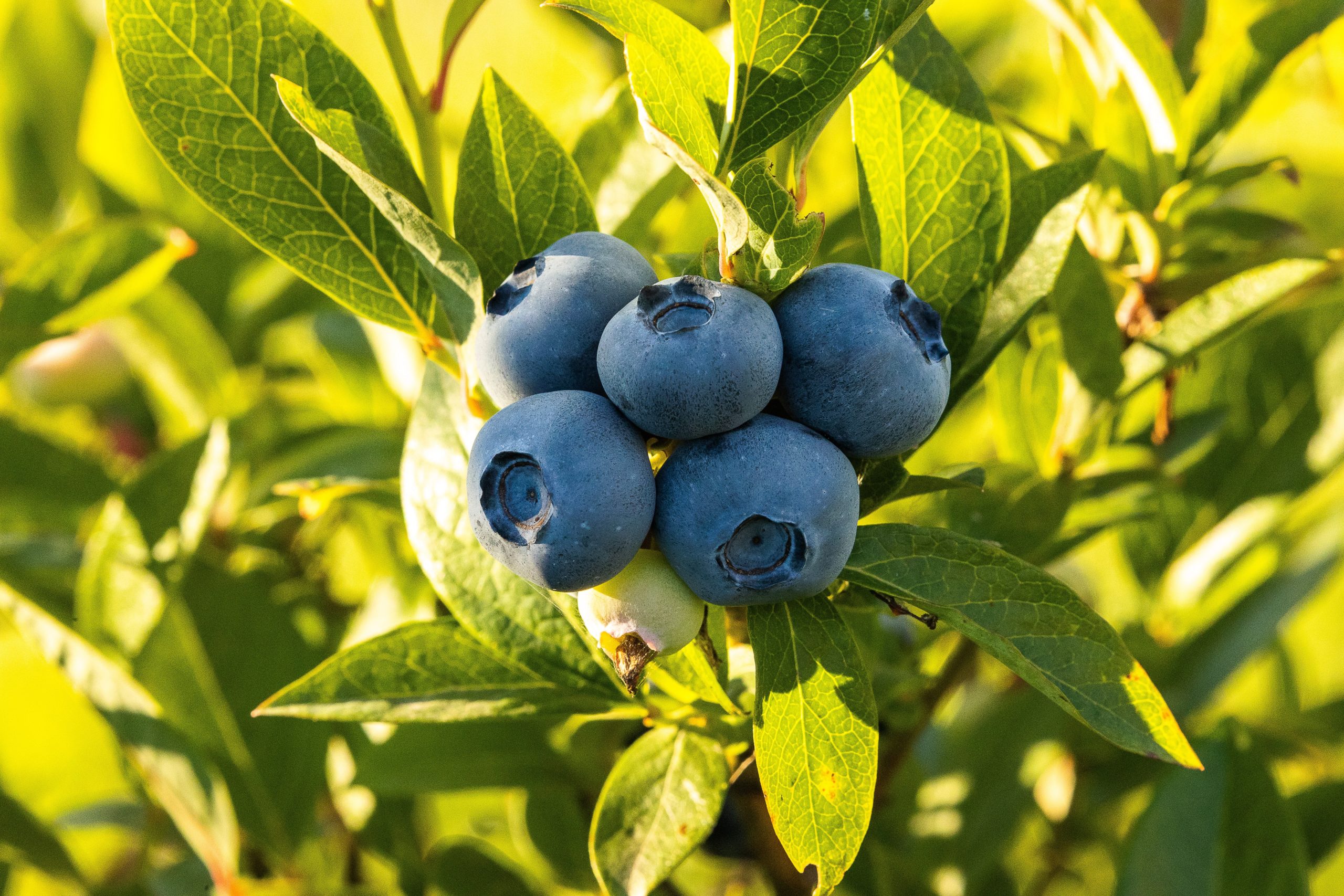 blueberry bush cousins