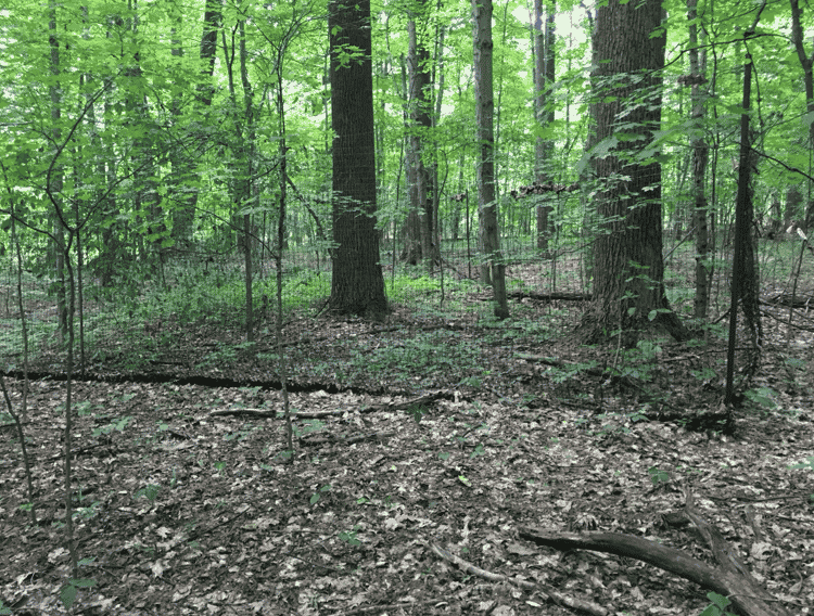 How do deer and forest edges shape Northeast Ohio forests?