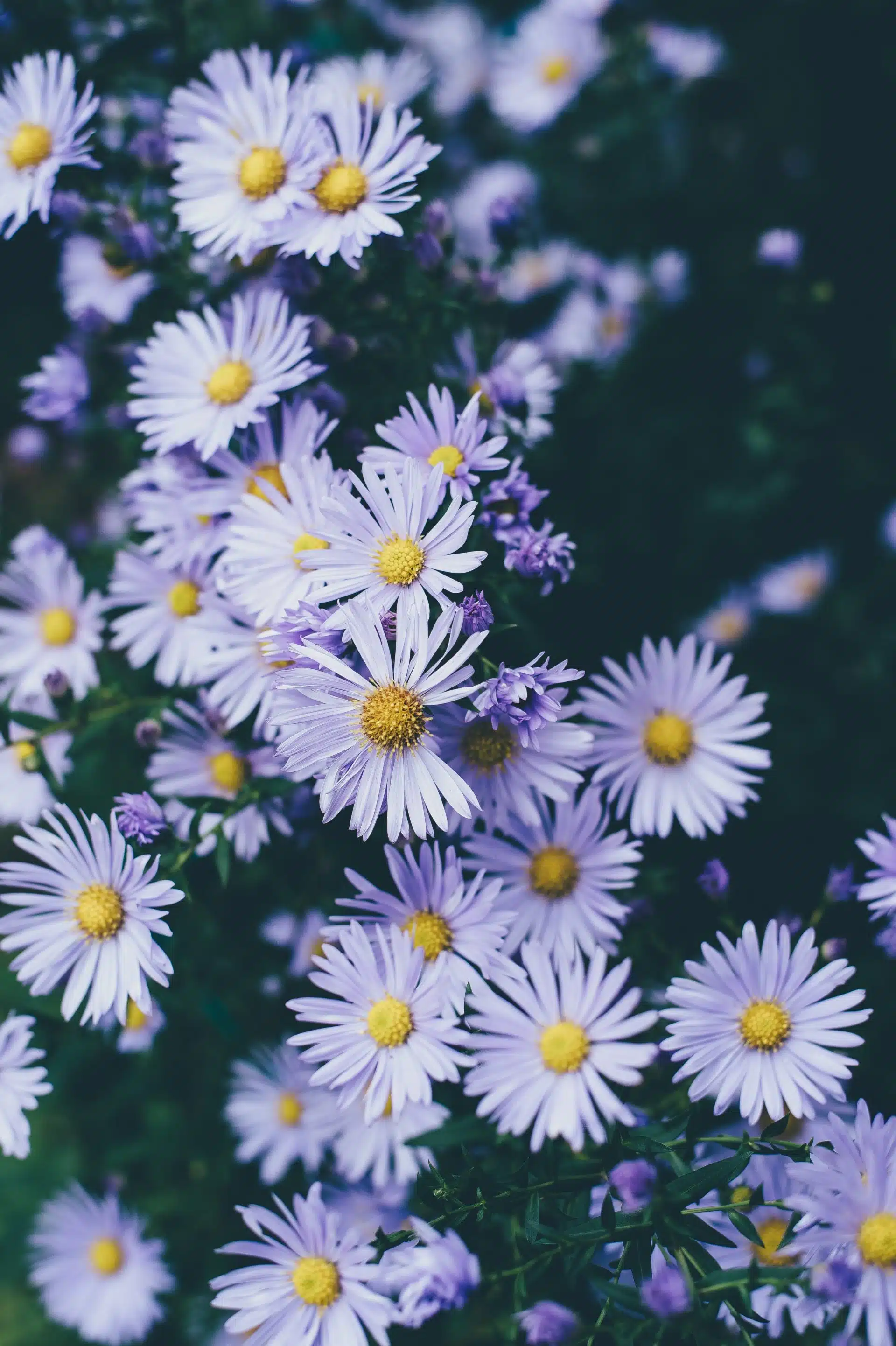 Stiff aster