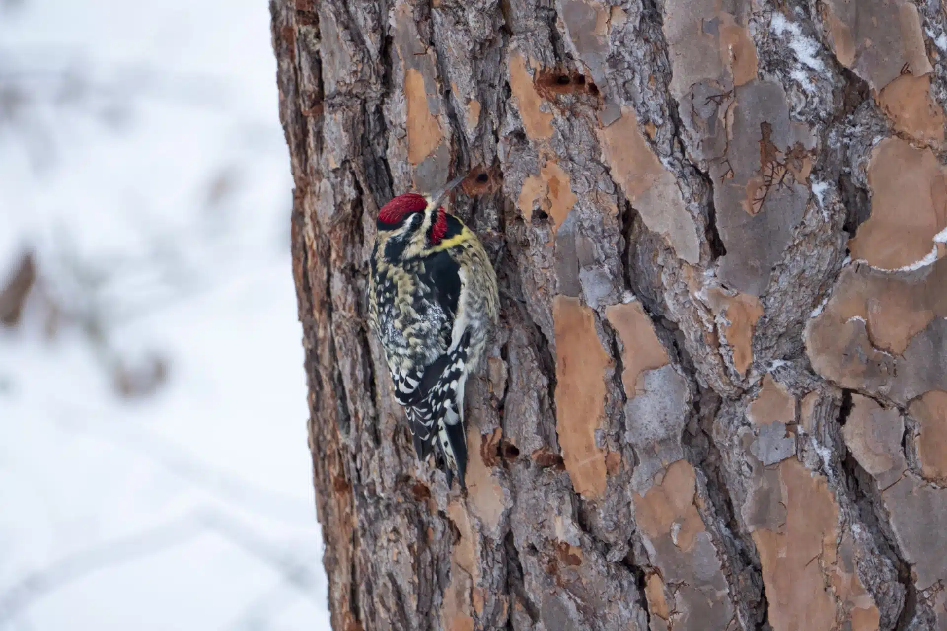 Yellow-bellied Sapsucker