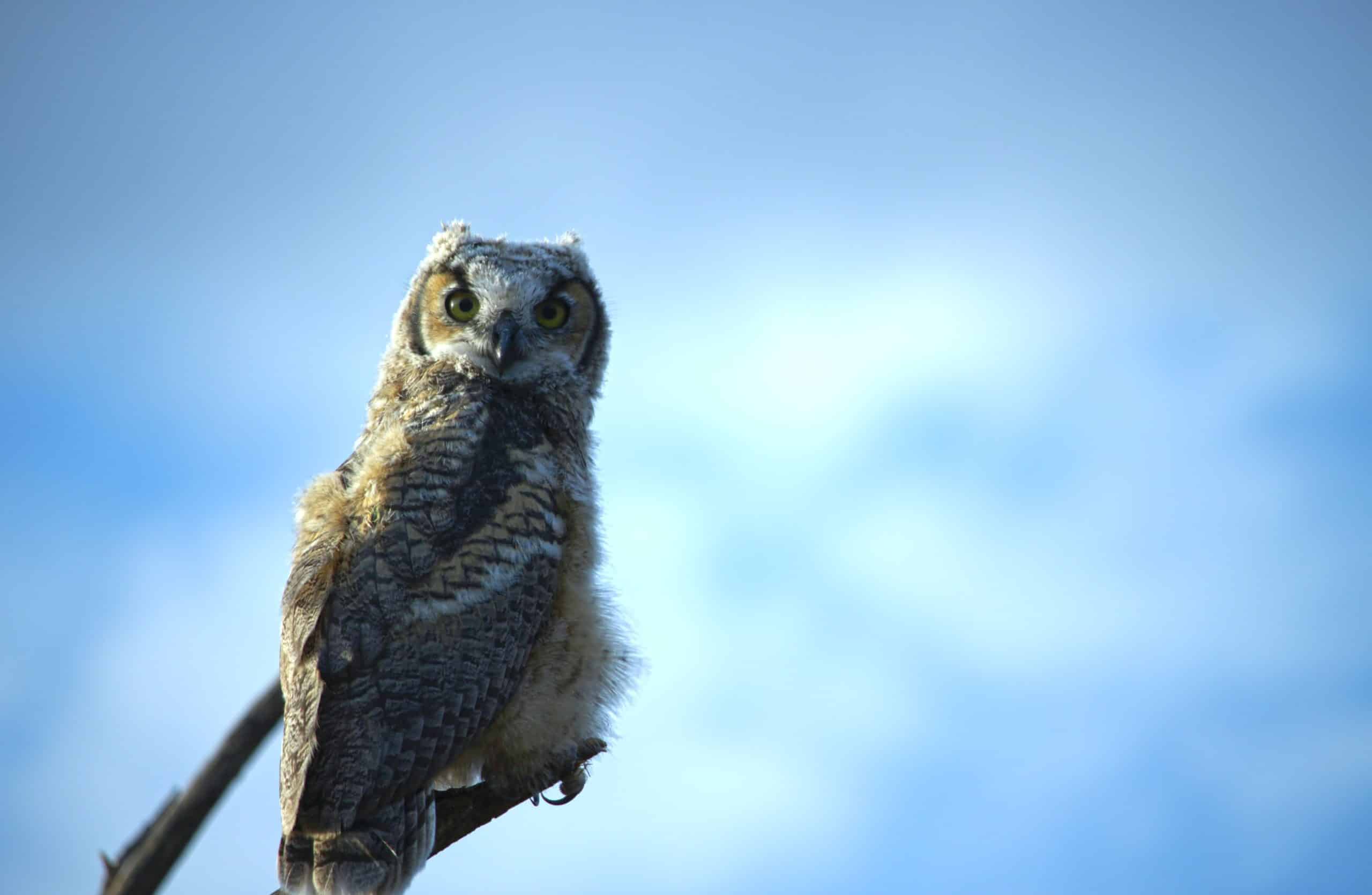 blue owl hatching