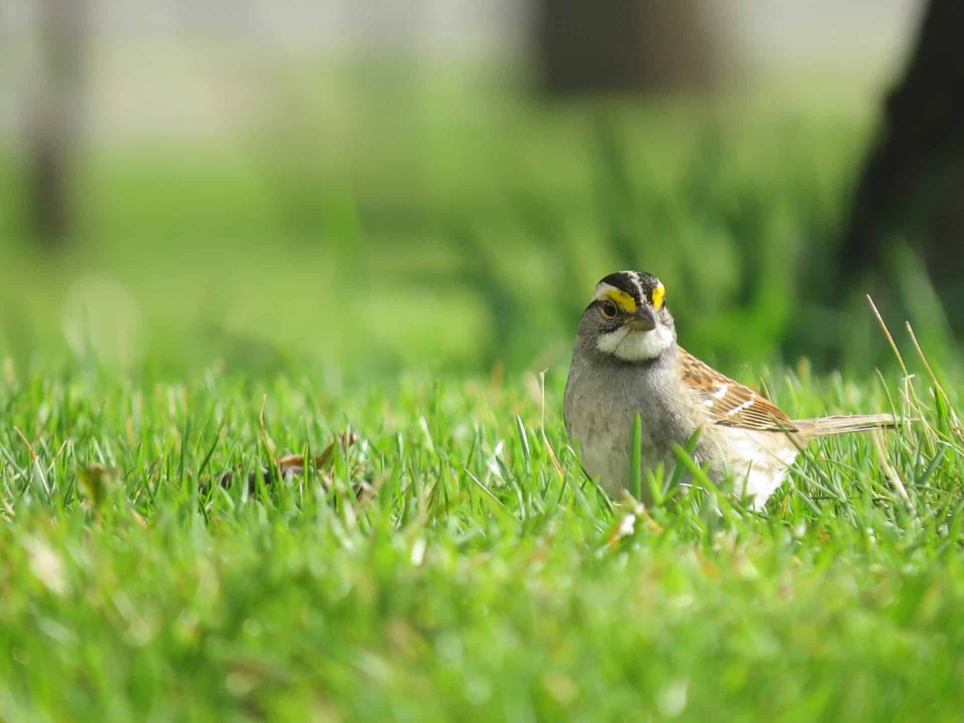 White-throated Sparrow