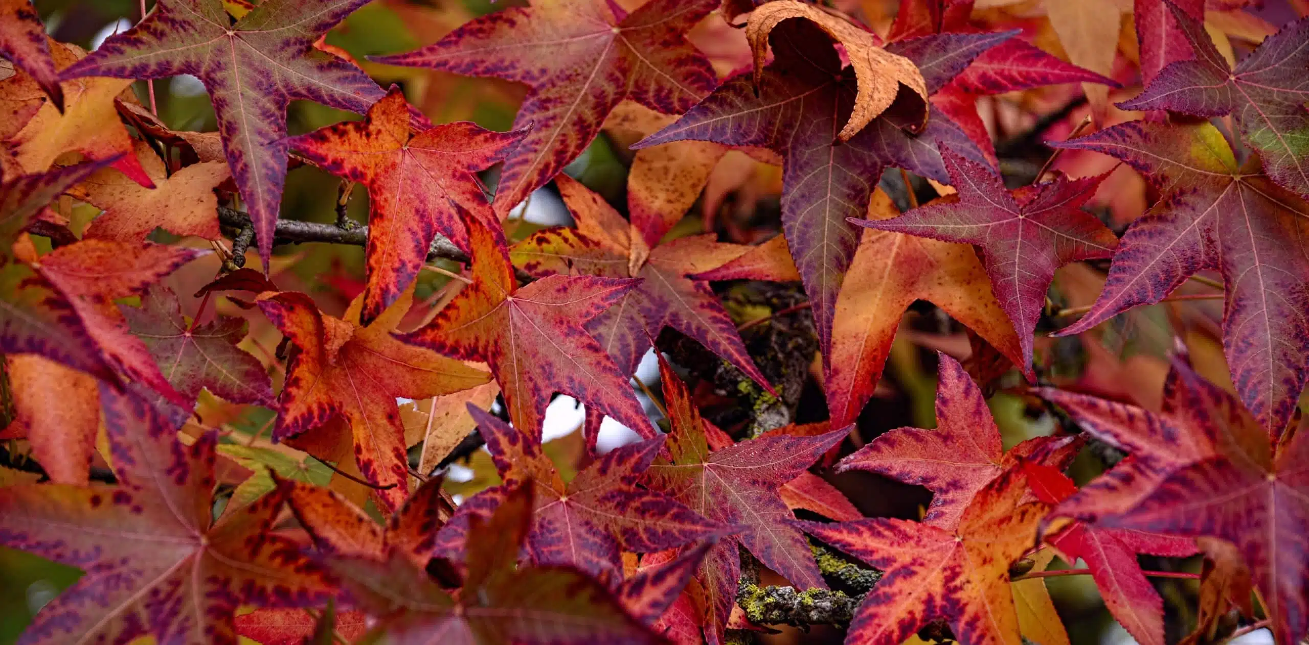 Sweetgum leaves in autumn