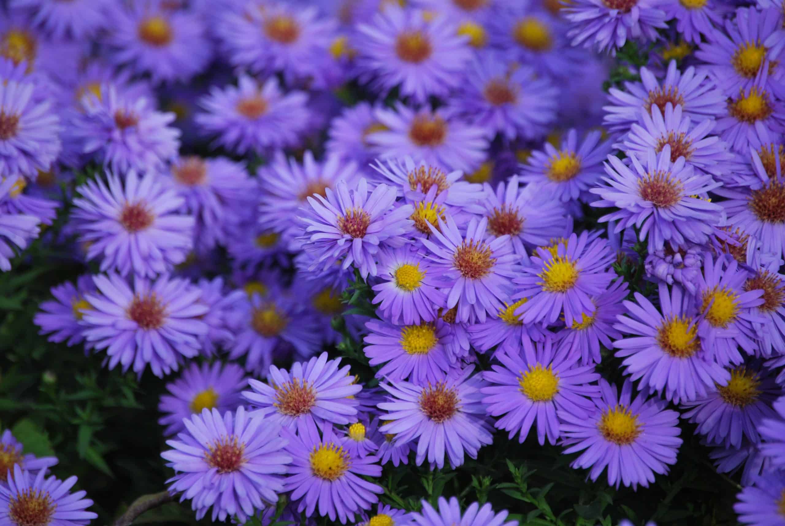 Aster 'Wood’s Purple' » HF&G