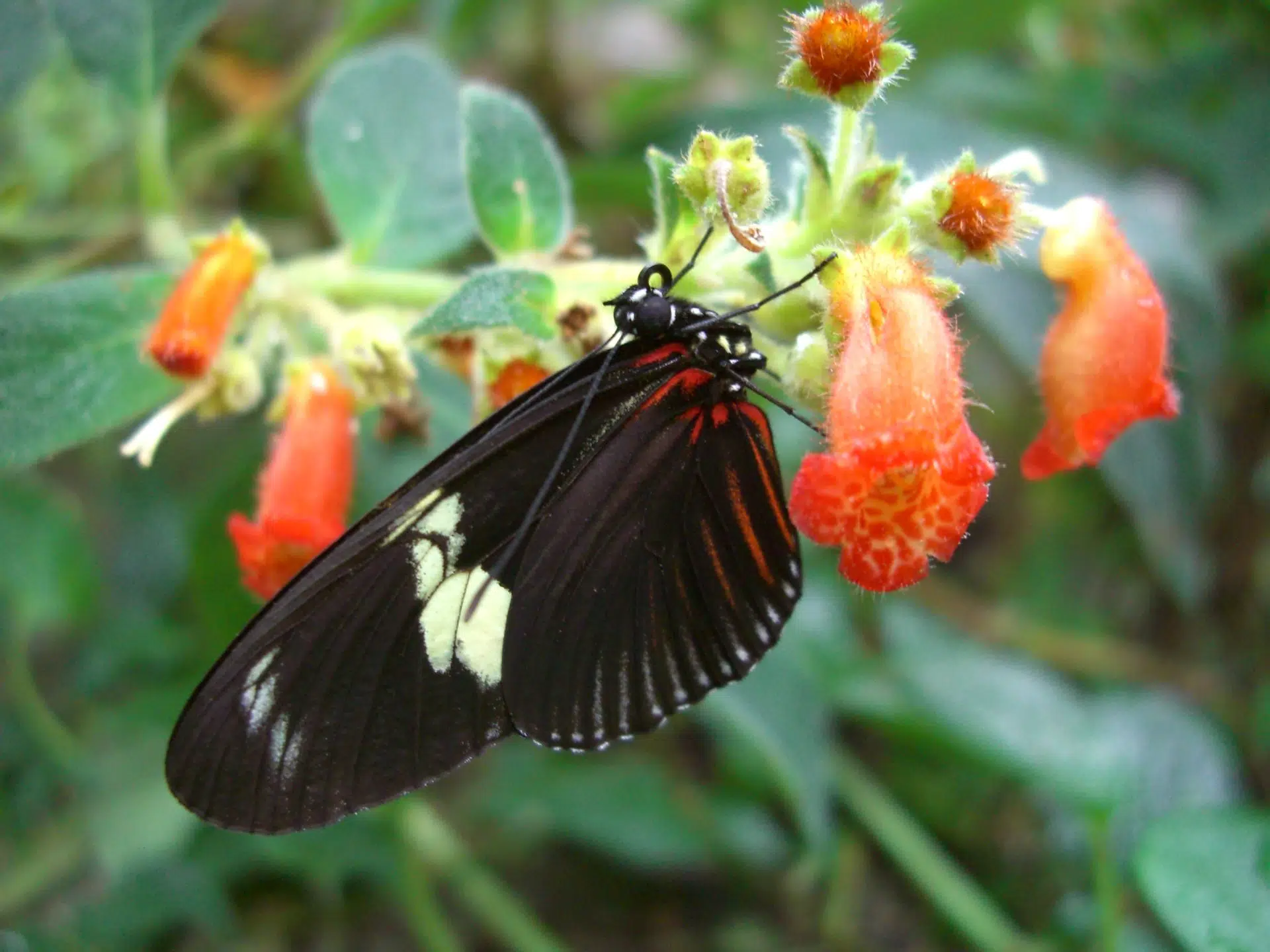 Pollinator Garden Tips