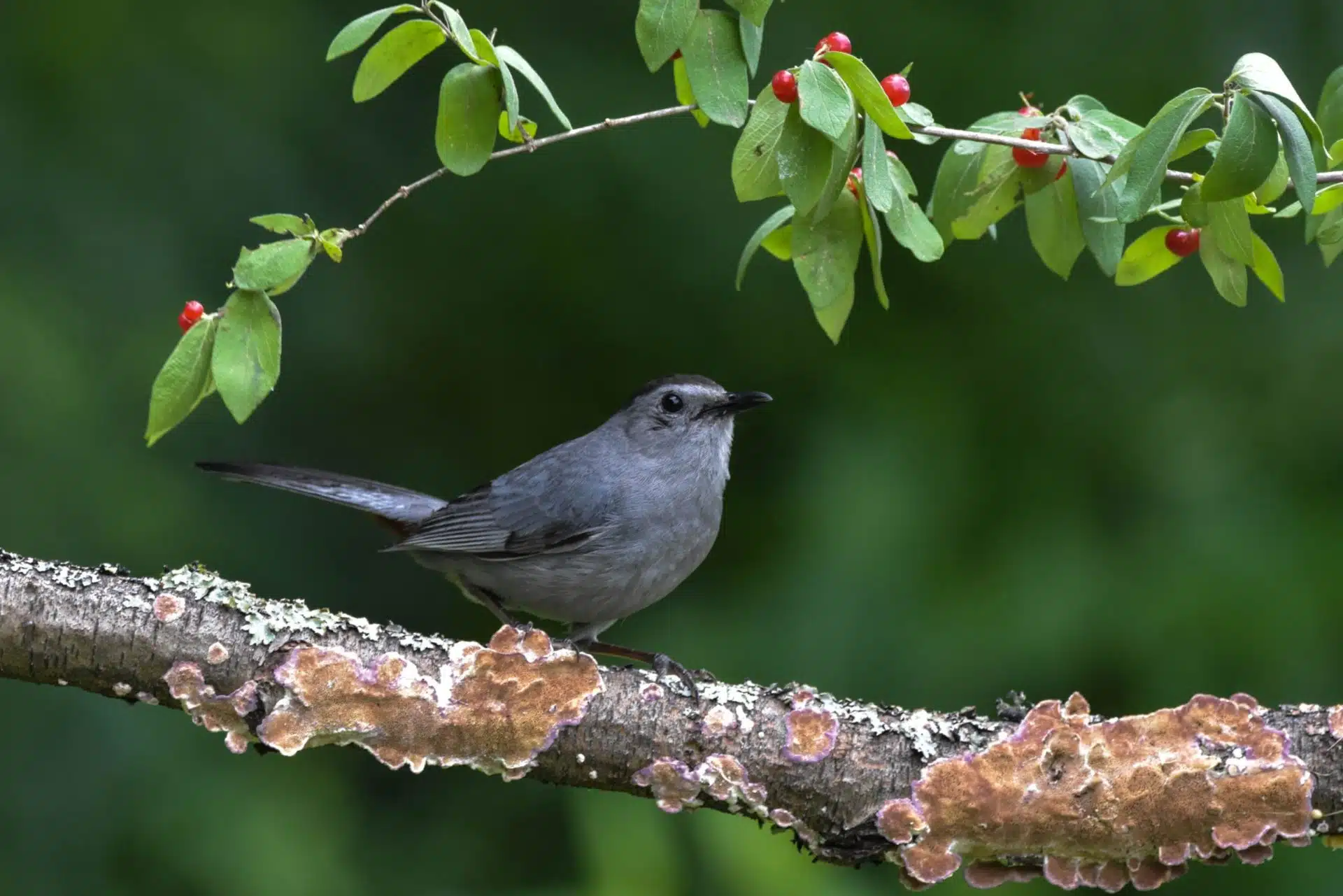 Gray Catbird