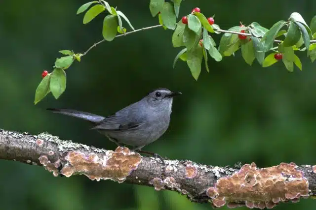 Bird Banding at the Holden Arboretum