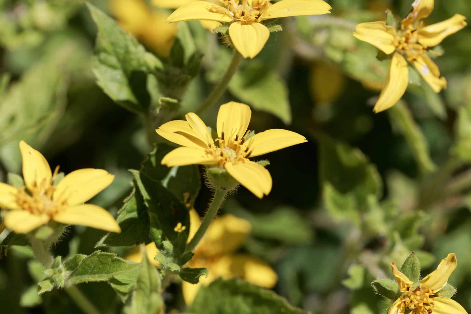 Golden star