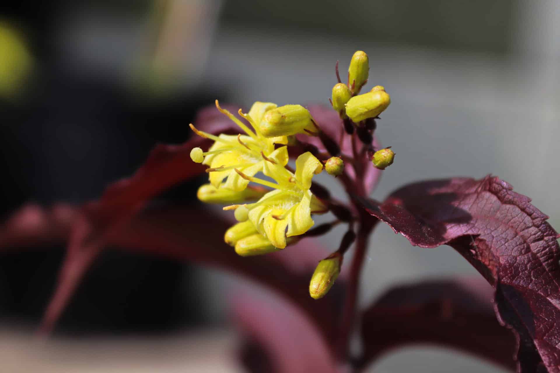 Bush honeysuckle