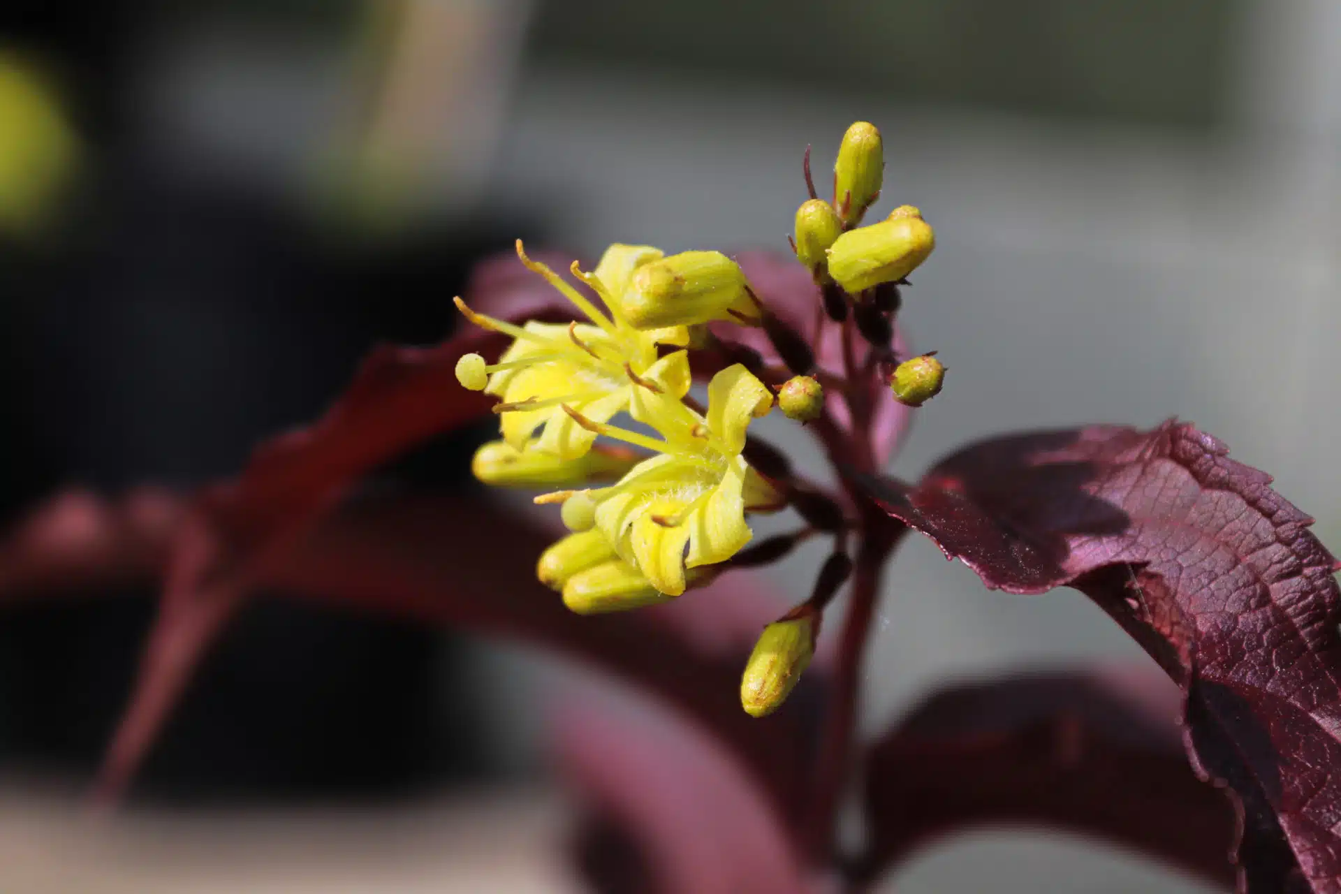 Bush honeysuckle