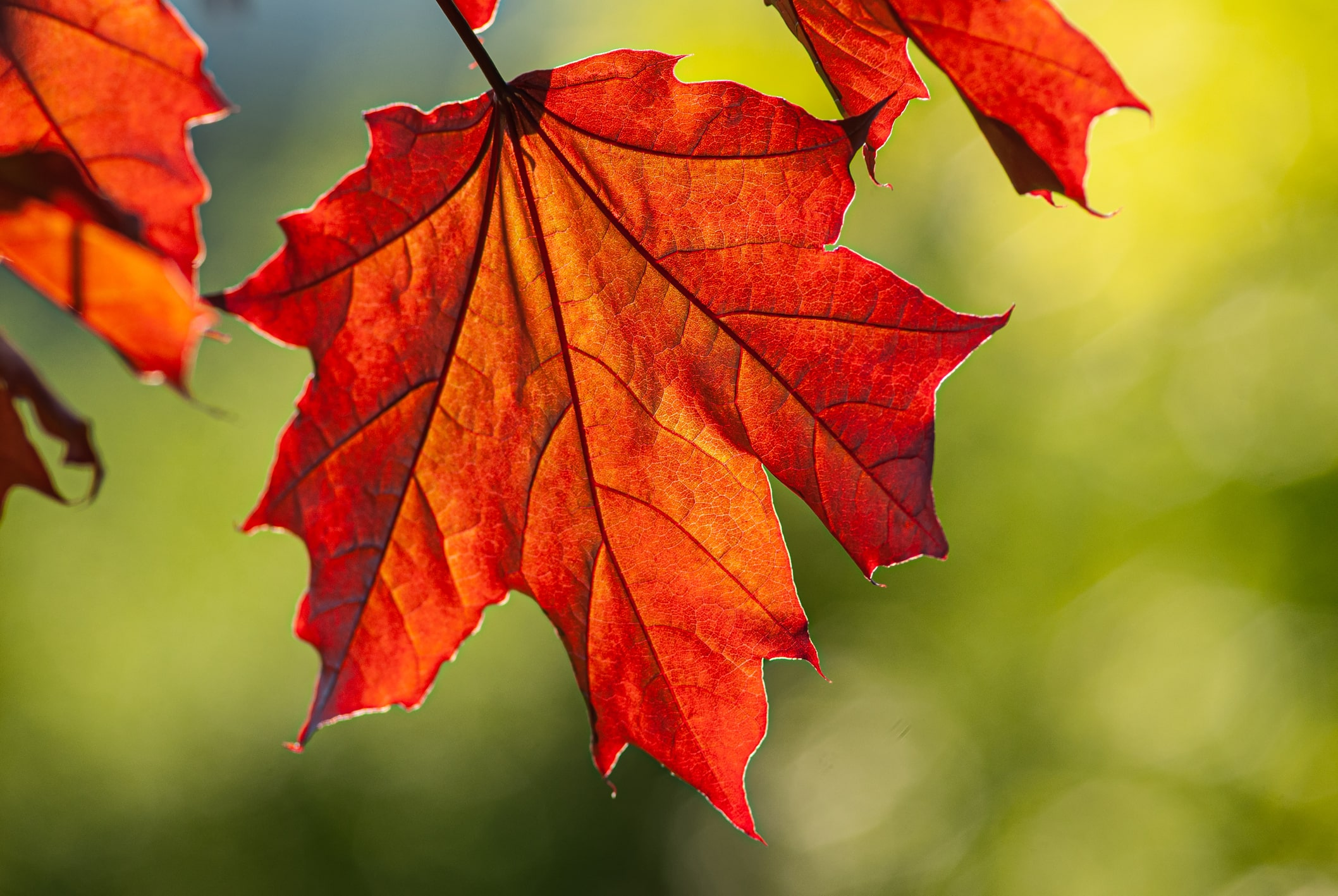 Learn How to Identify Red Maples » Trees » HF&G