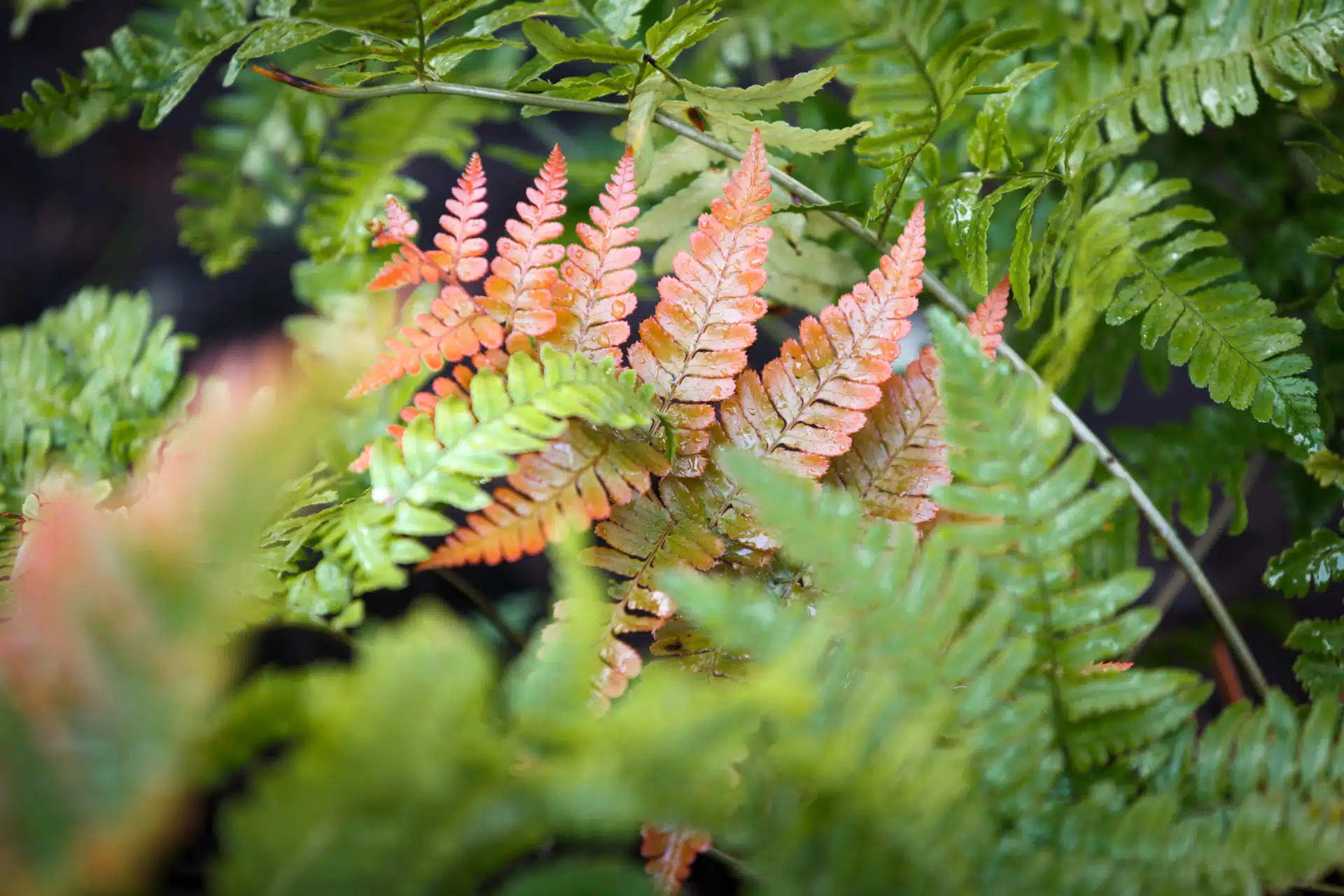 Autumn Fern