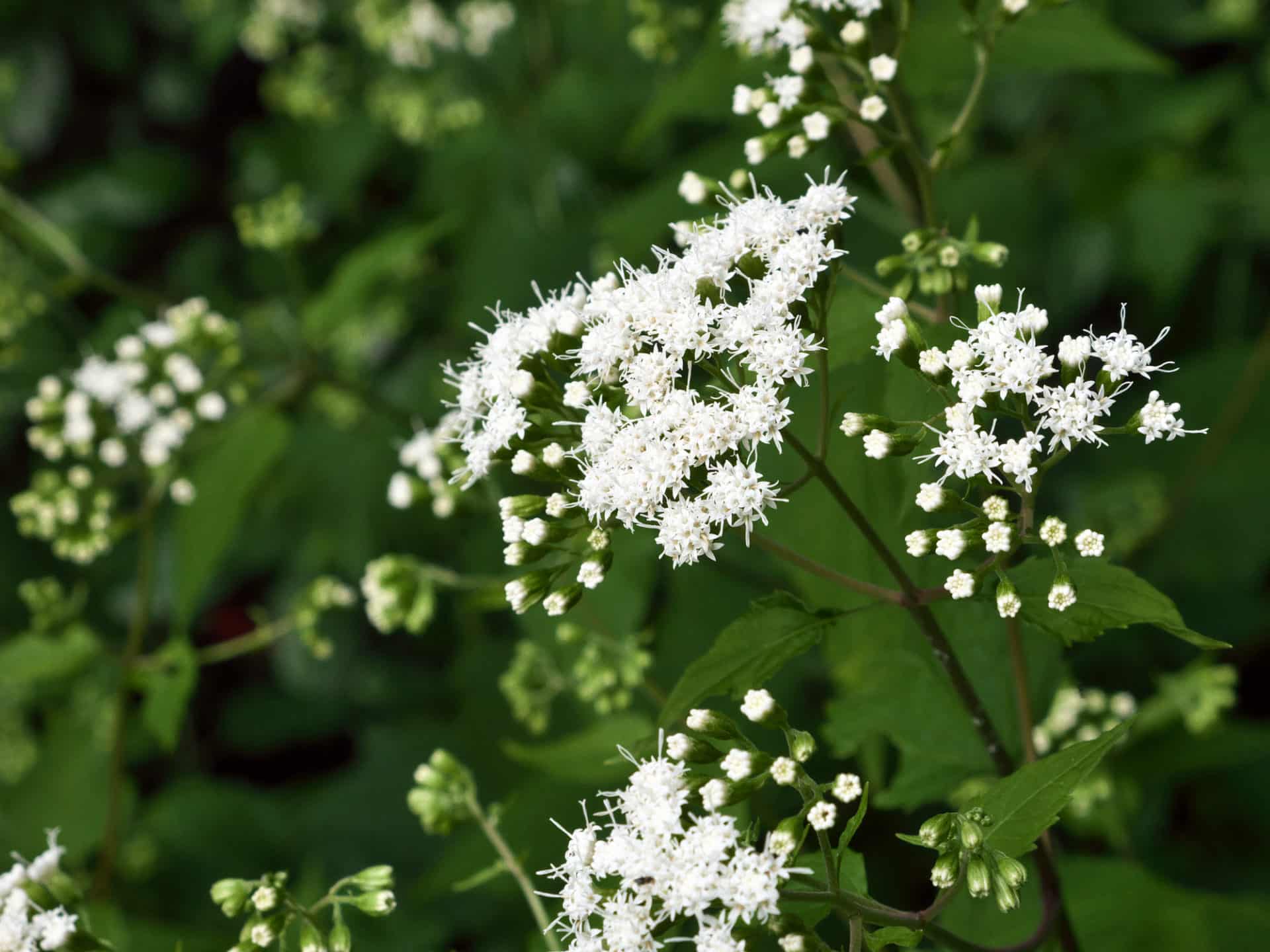 White snakeroot